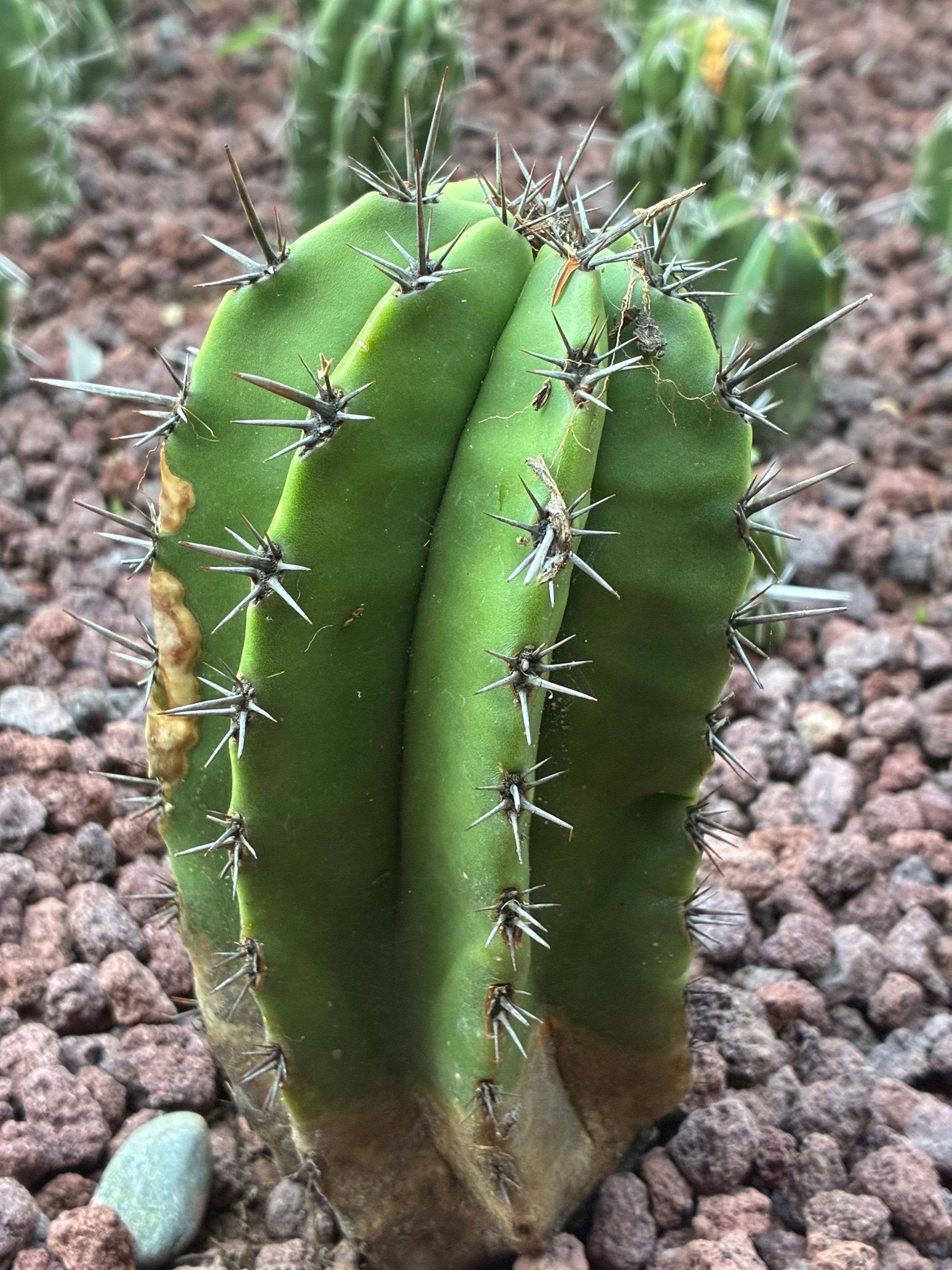 Escontria Jiotilla