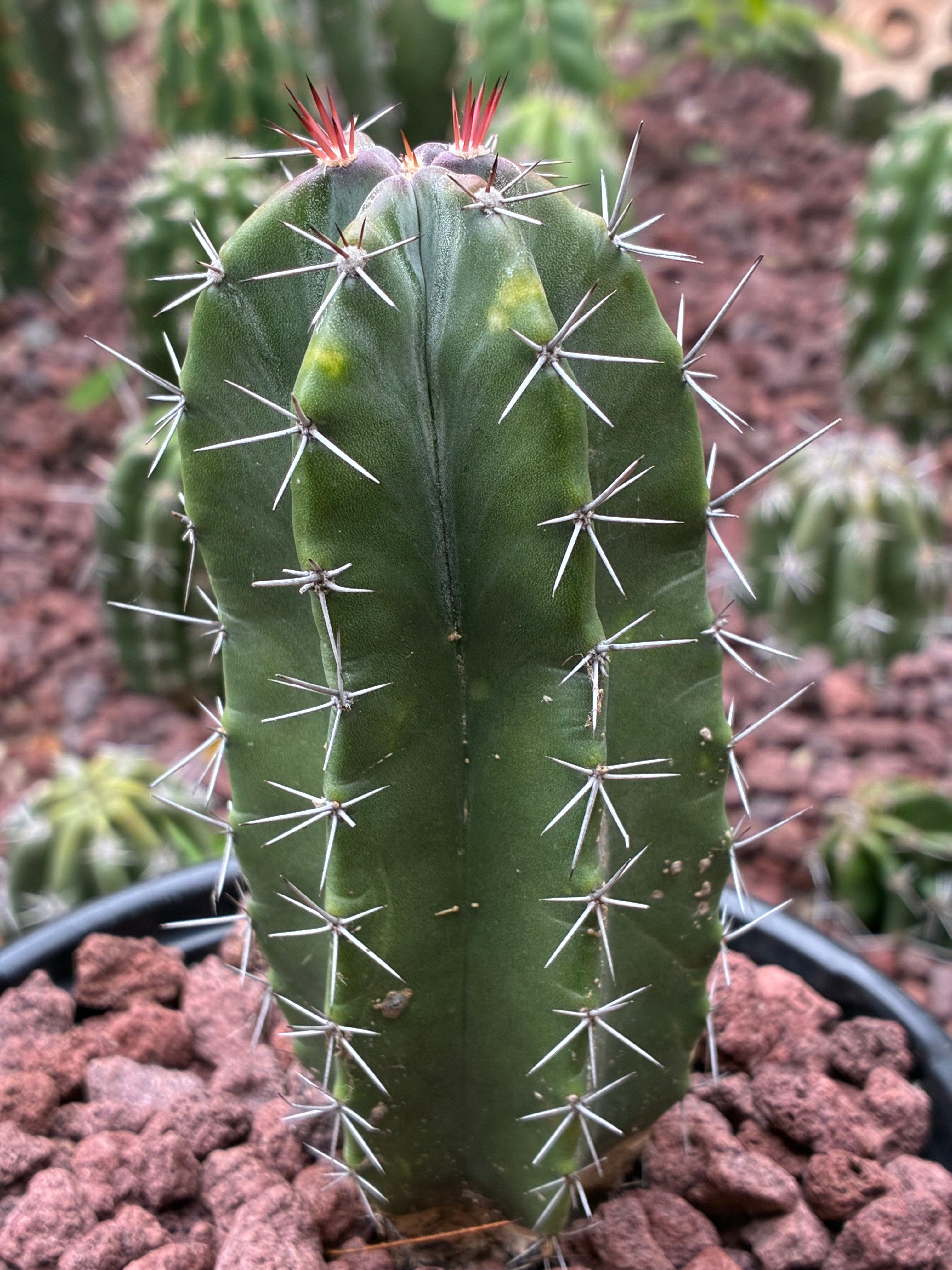 Stenocereus Huastecorum