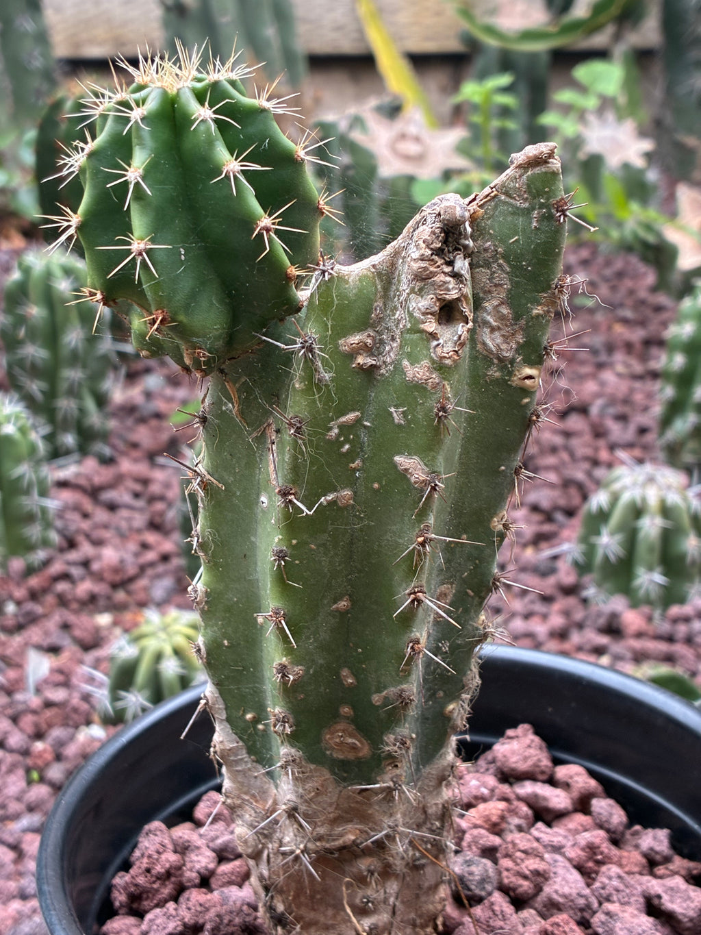 Stenocereus Queretaroensis