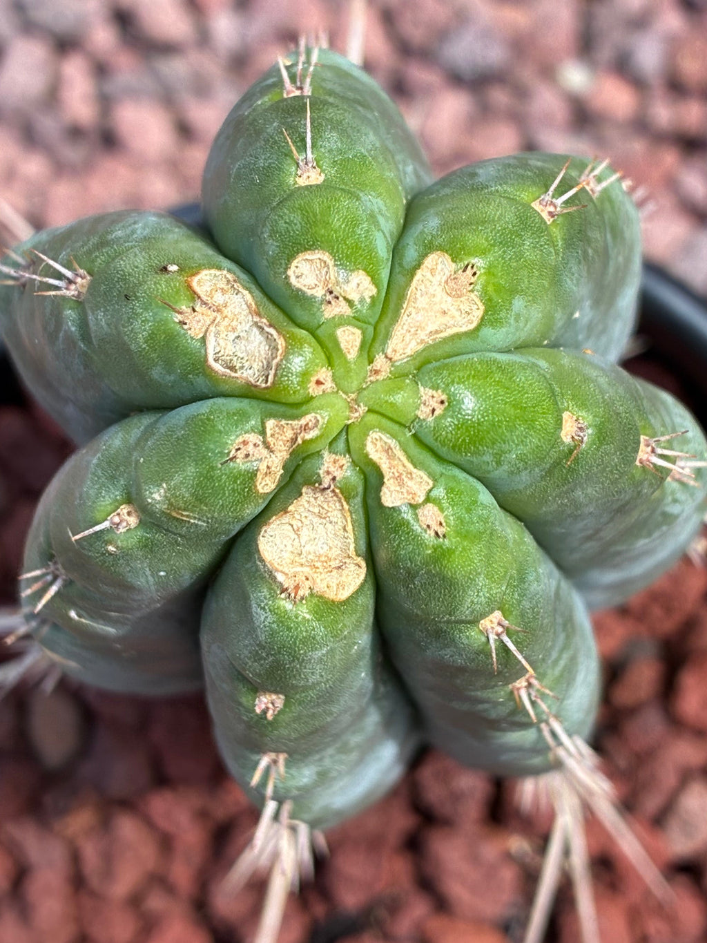 Trichocereus Peruvianus