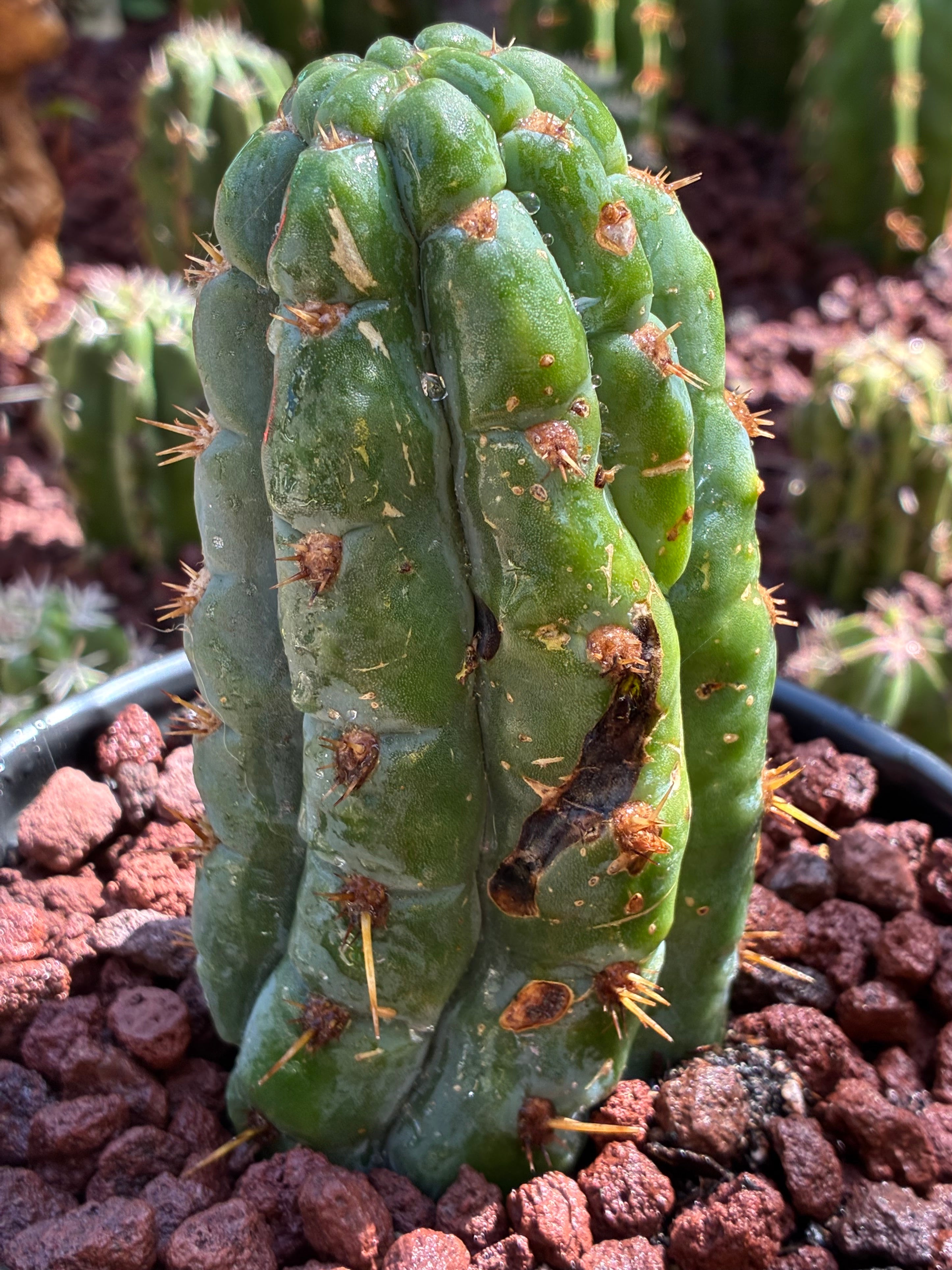 Trichocereus Peruvianus