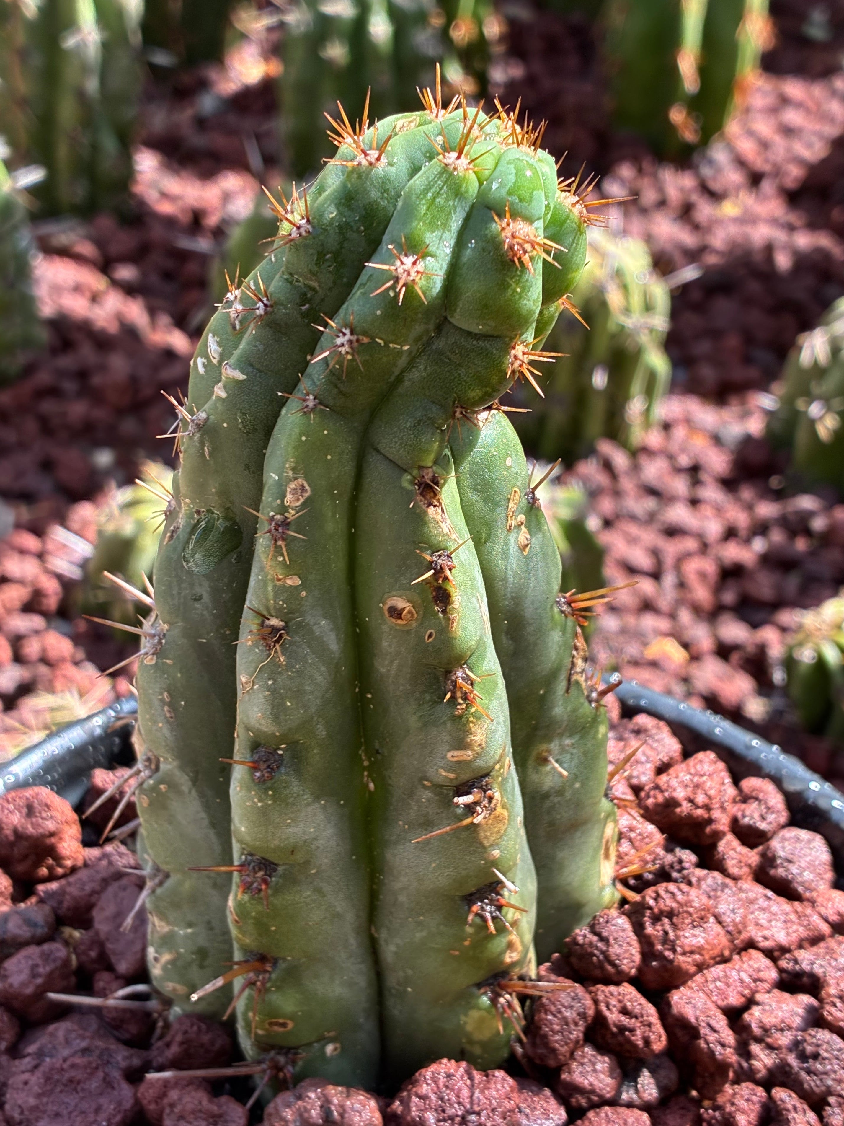 Trichocereus Peruvianus