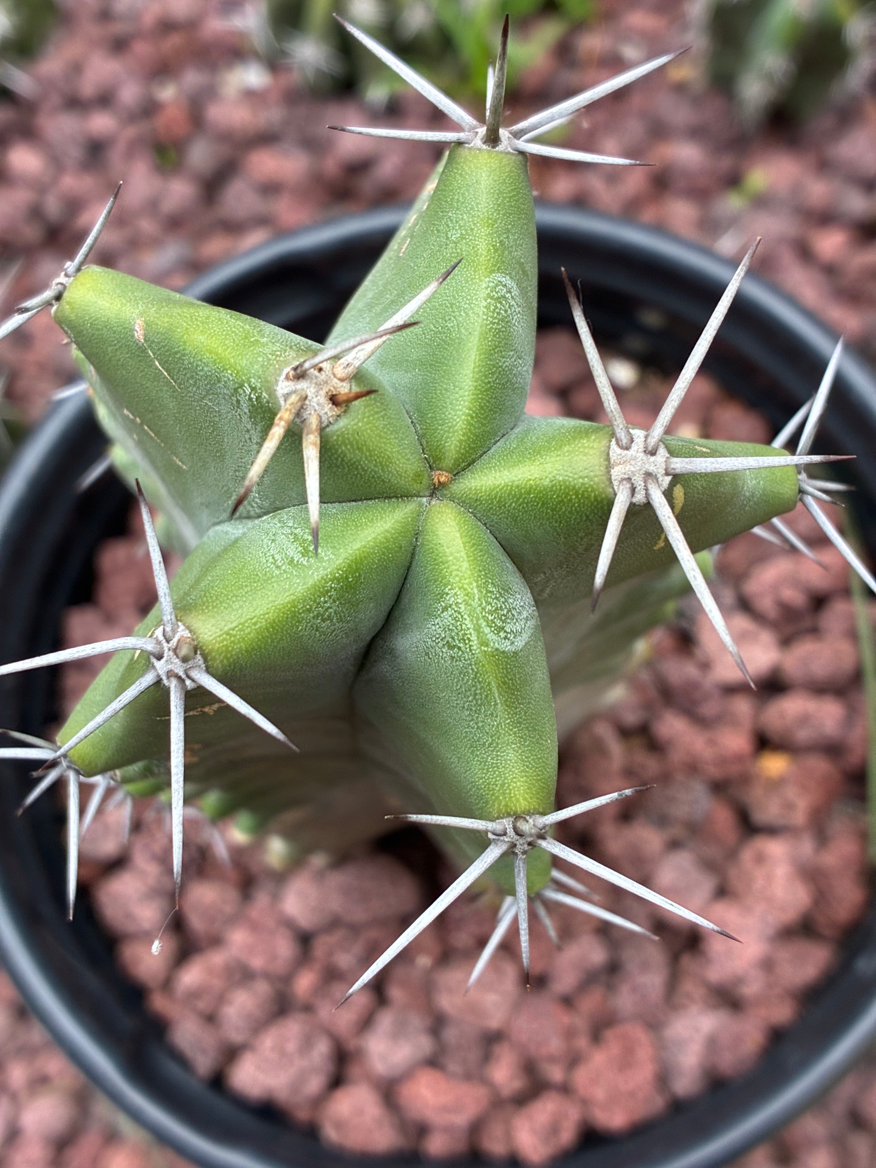 Stenocereus Ghost Pruinosus