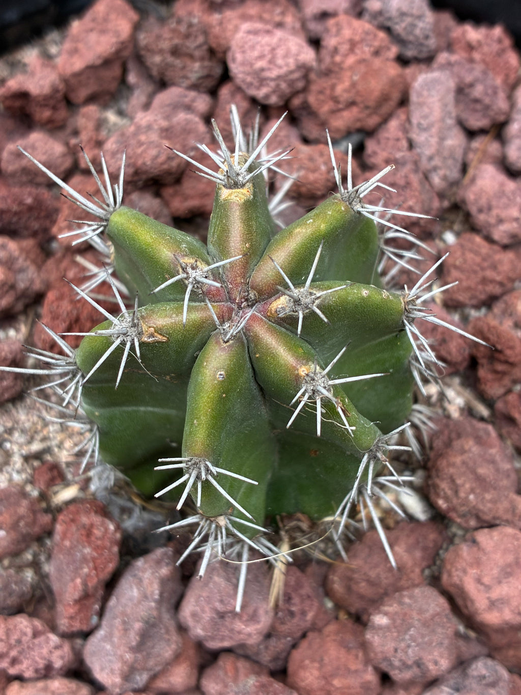 Stenocereus Griseus