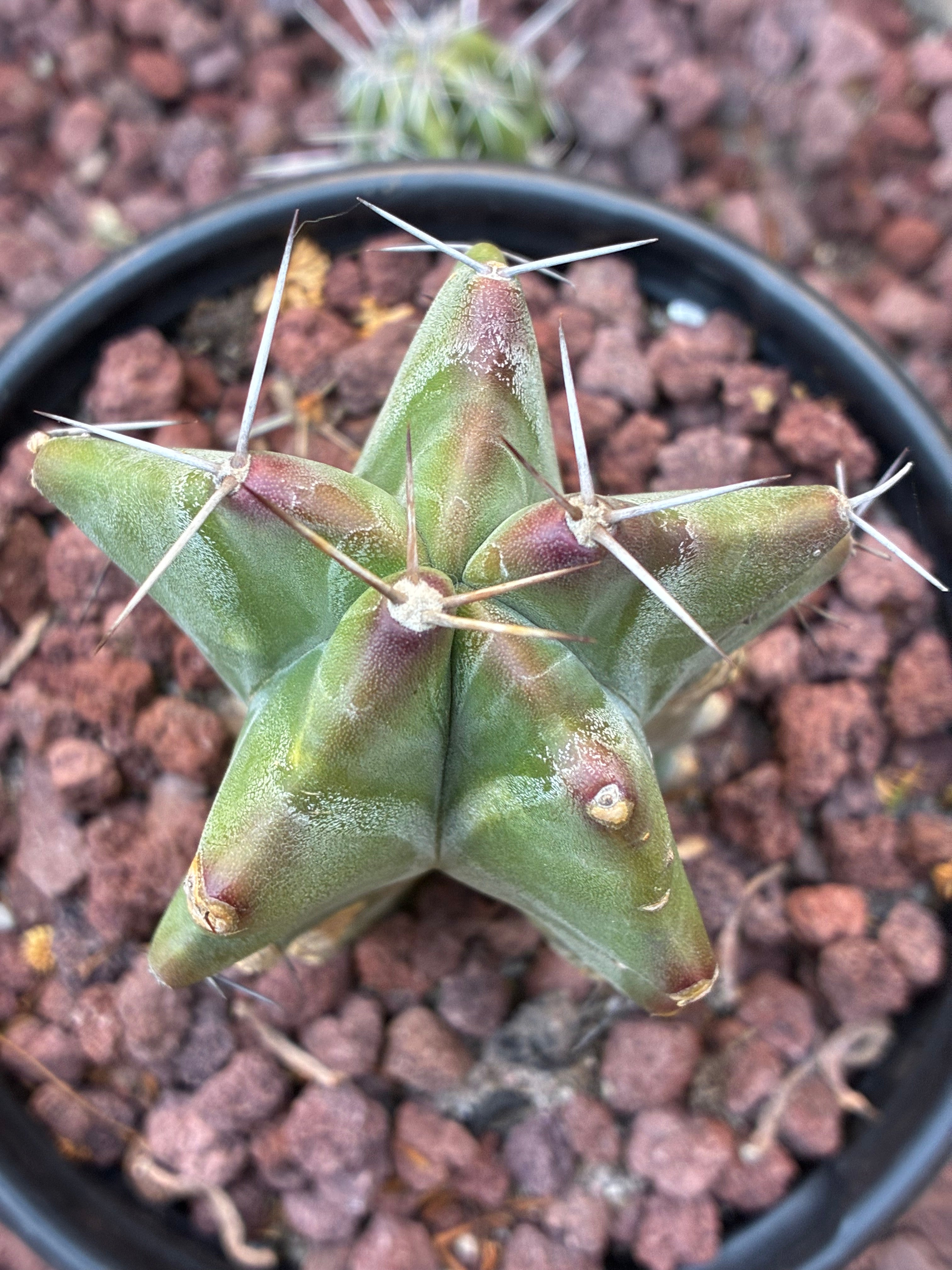 Stenocereus Ghost Pruinosus