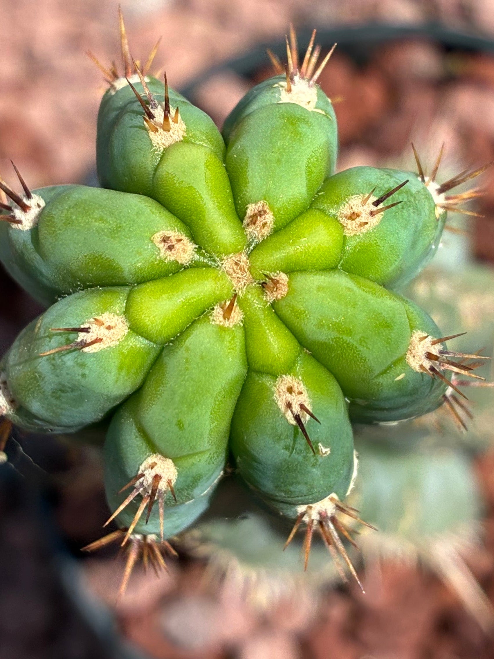 Trichocereus Peruvianus