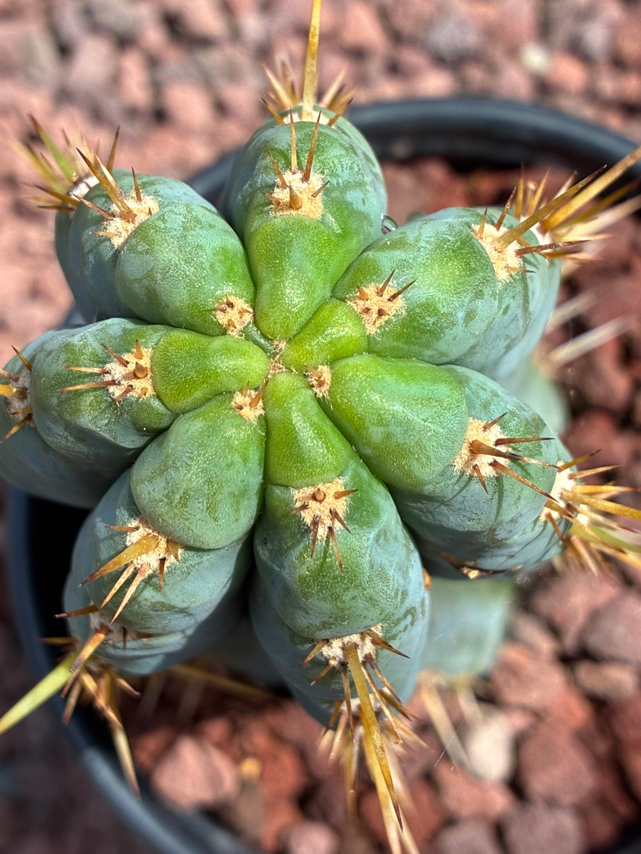 Trichocereus Peruvianus