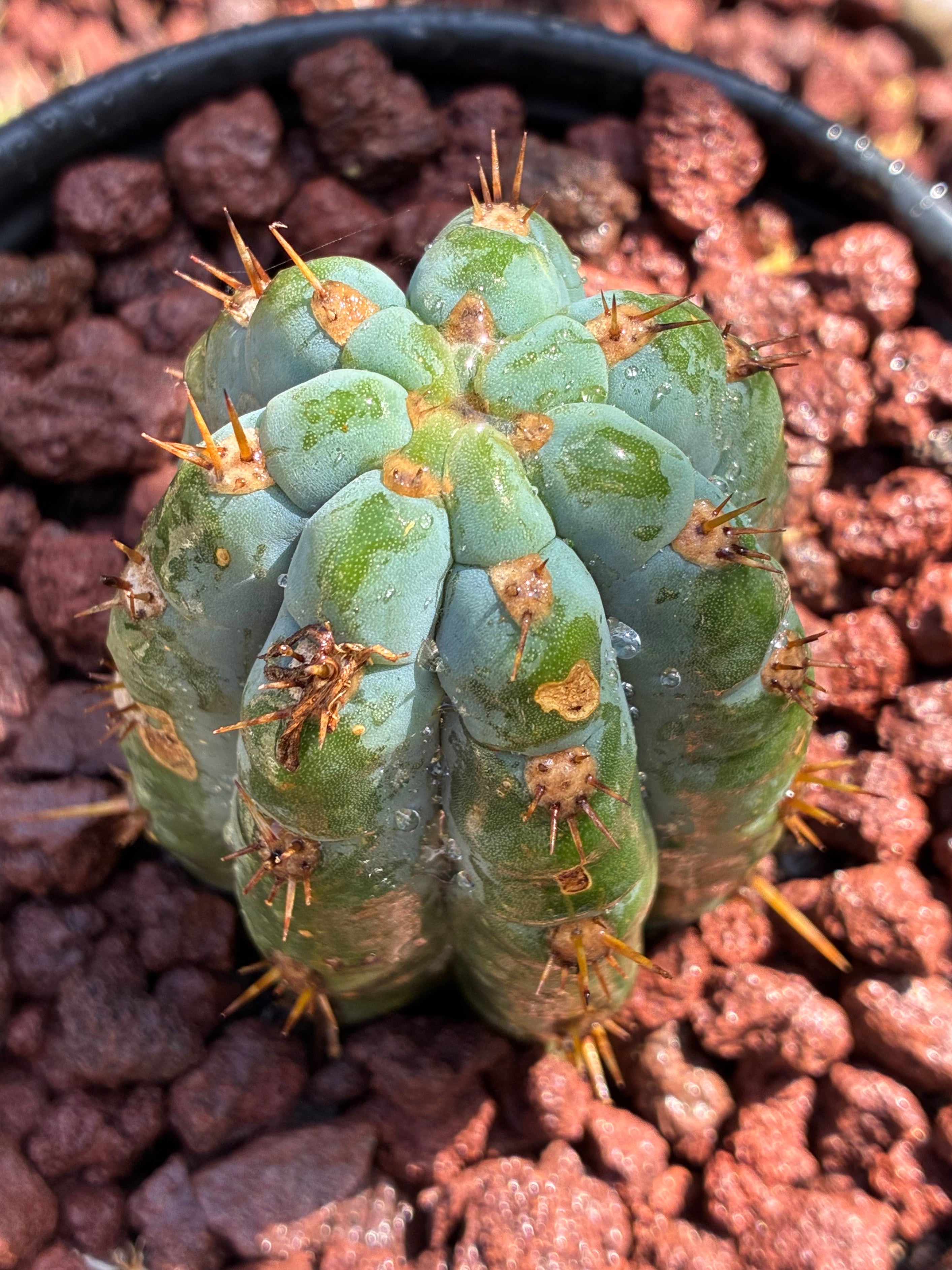 Trichocereus Peruvianus