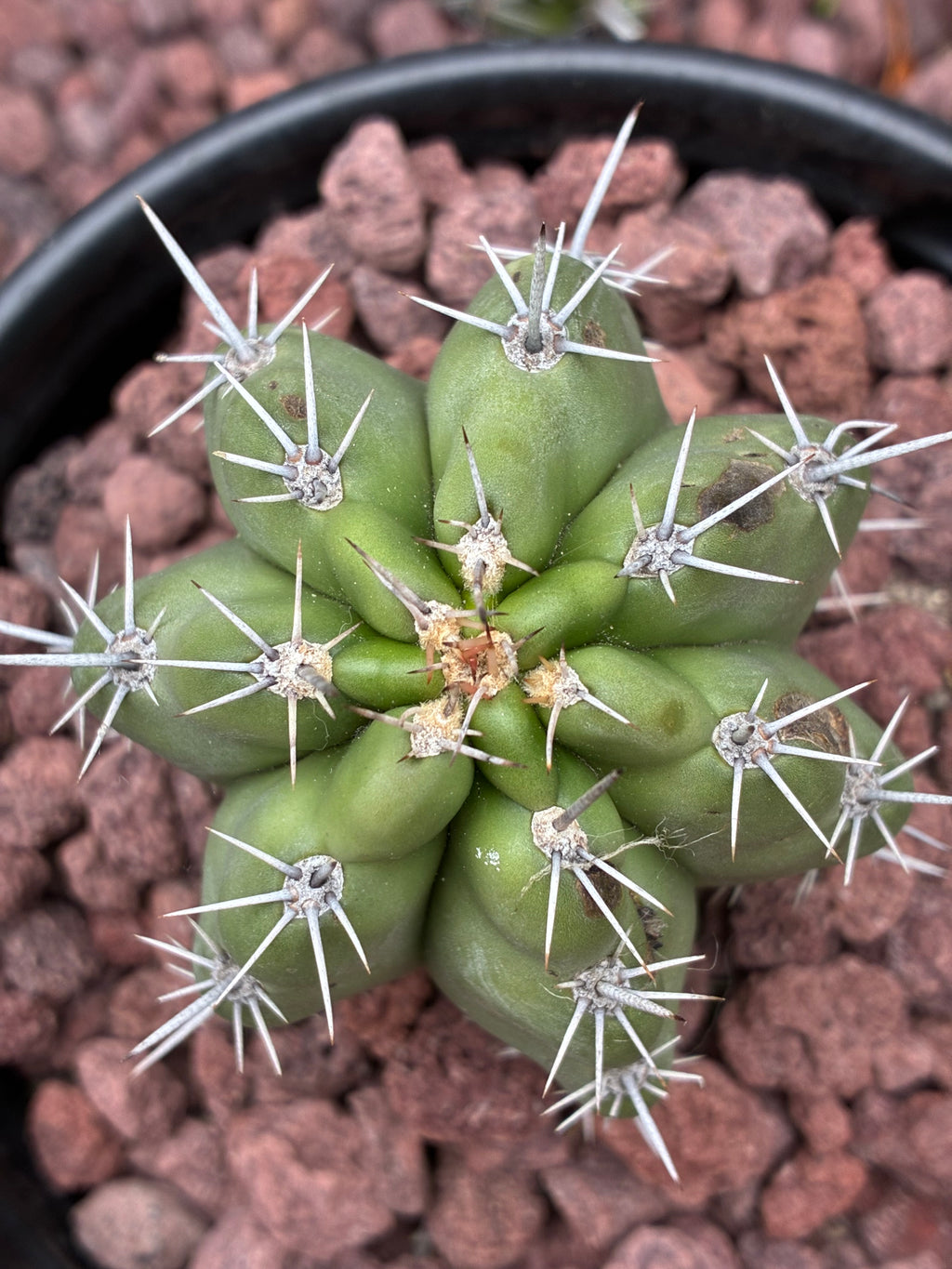 Stenocereus Stellatus (Pink)