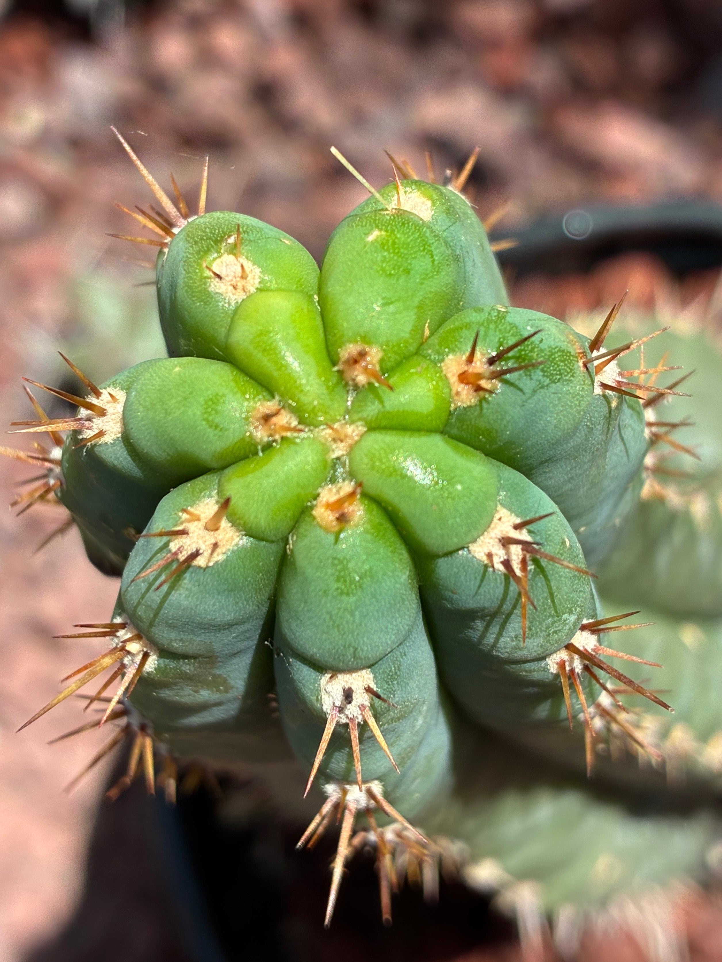 Trichocereus Peruvianus