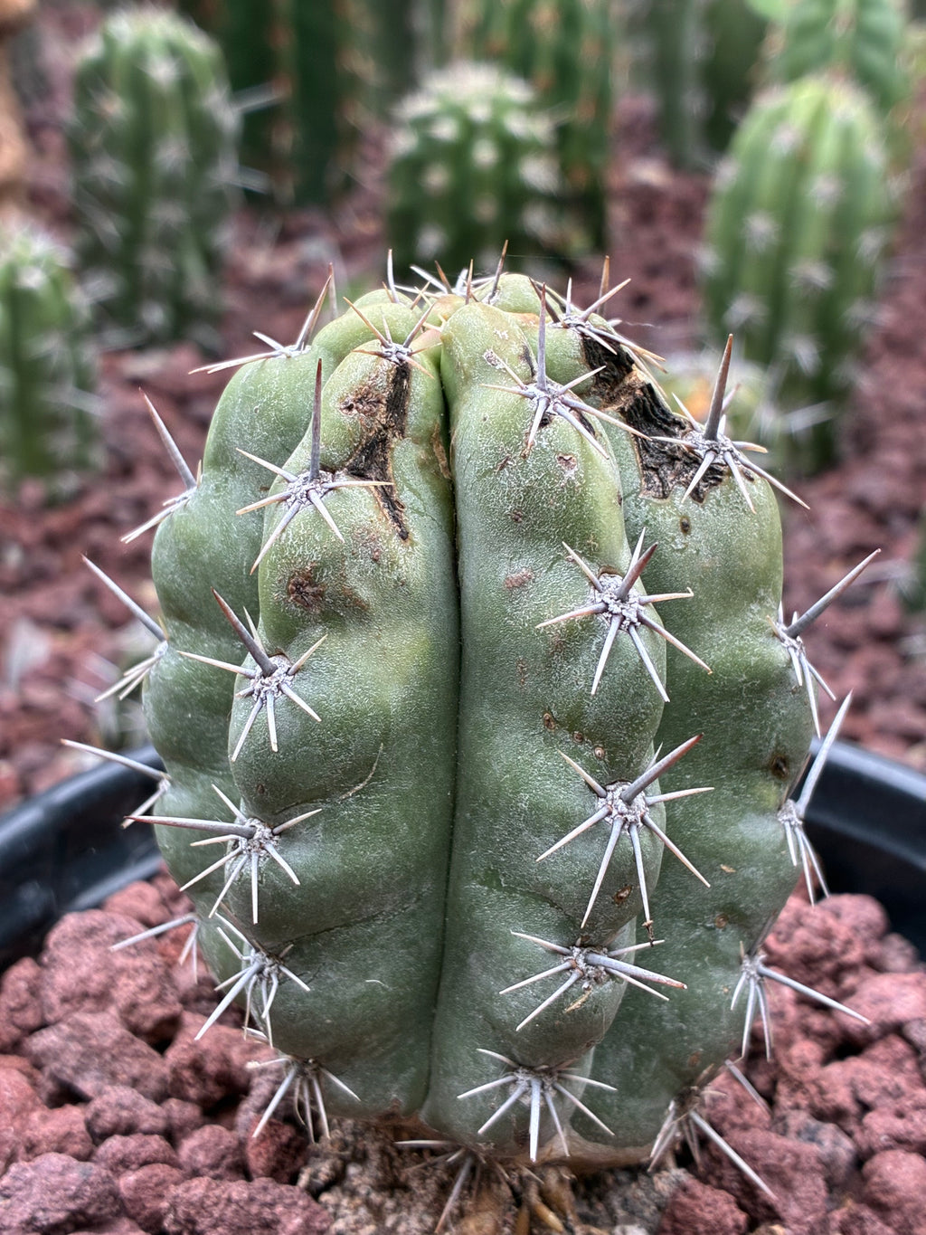 Stenocereus Stellatus (Pink)