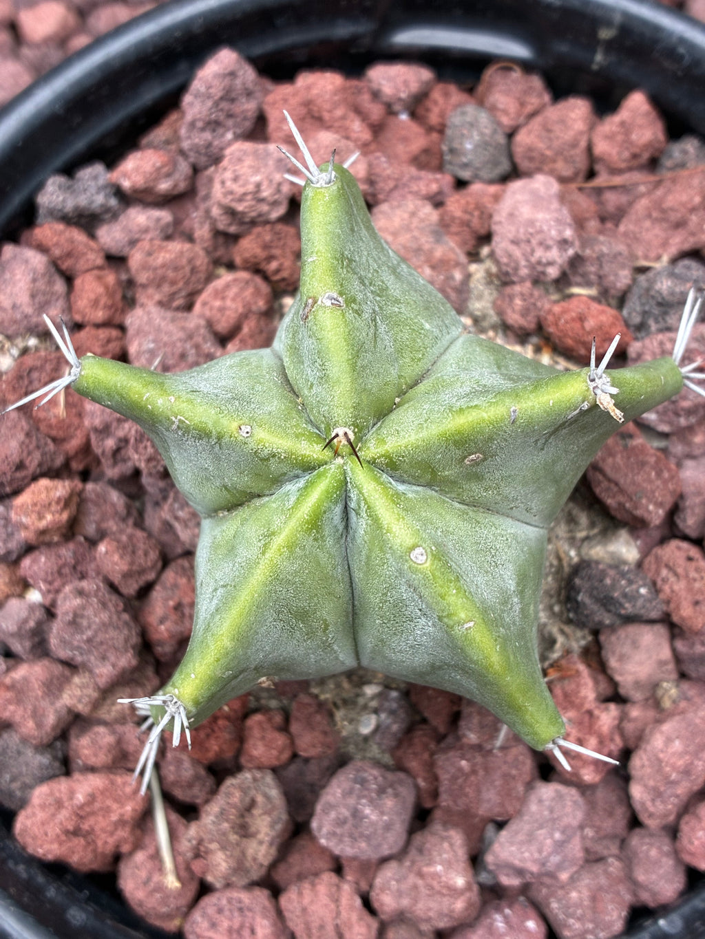 Stenocereus Ghost Pruinosus