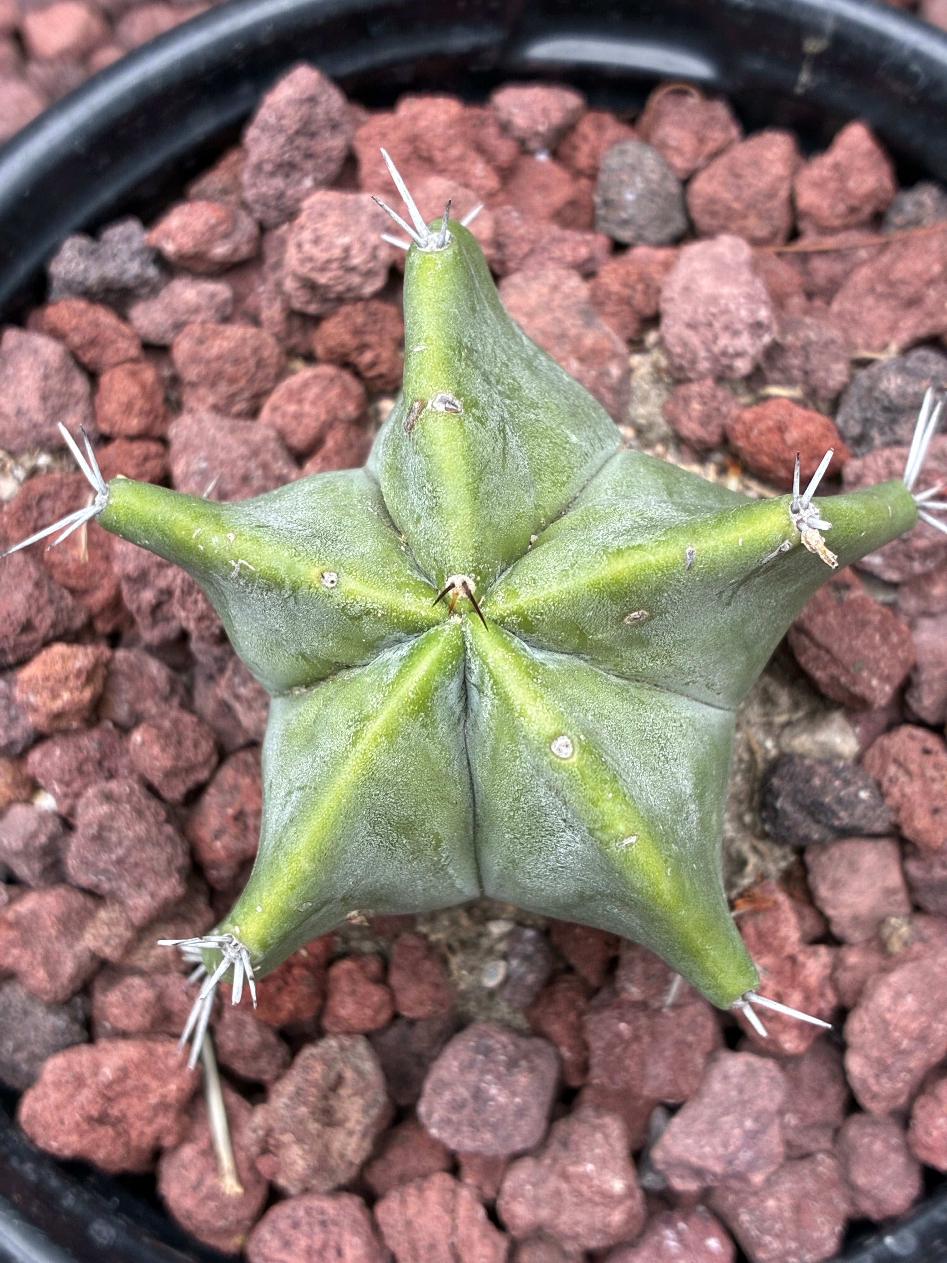 Stenocereus Ghost Pruinosus