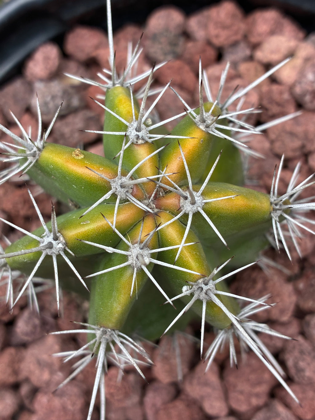 Stenocereus Griseus