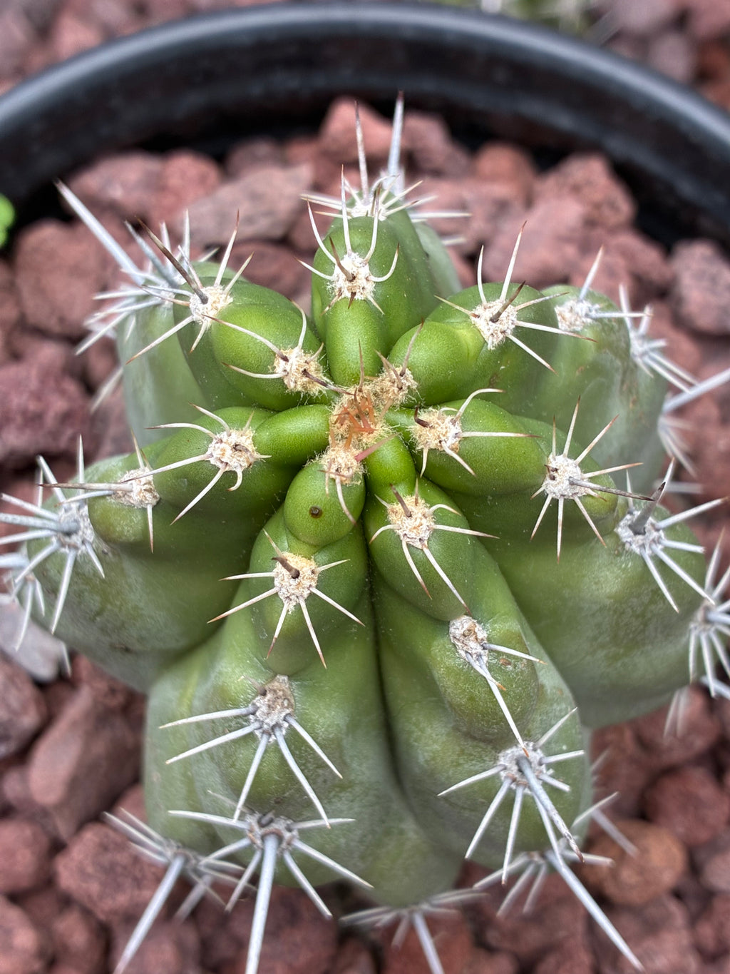 Stenocereus Stellatus (Pink)