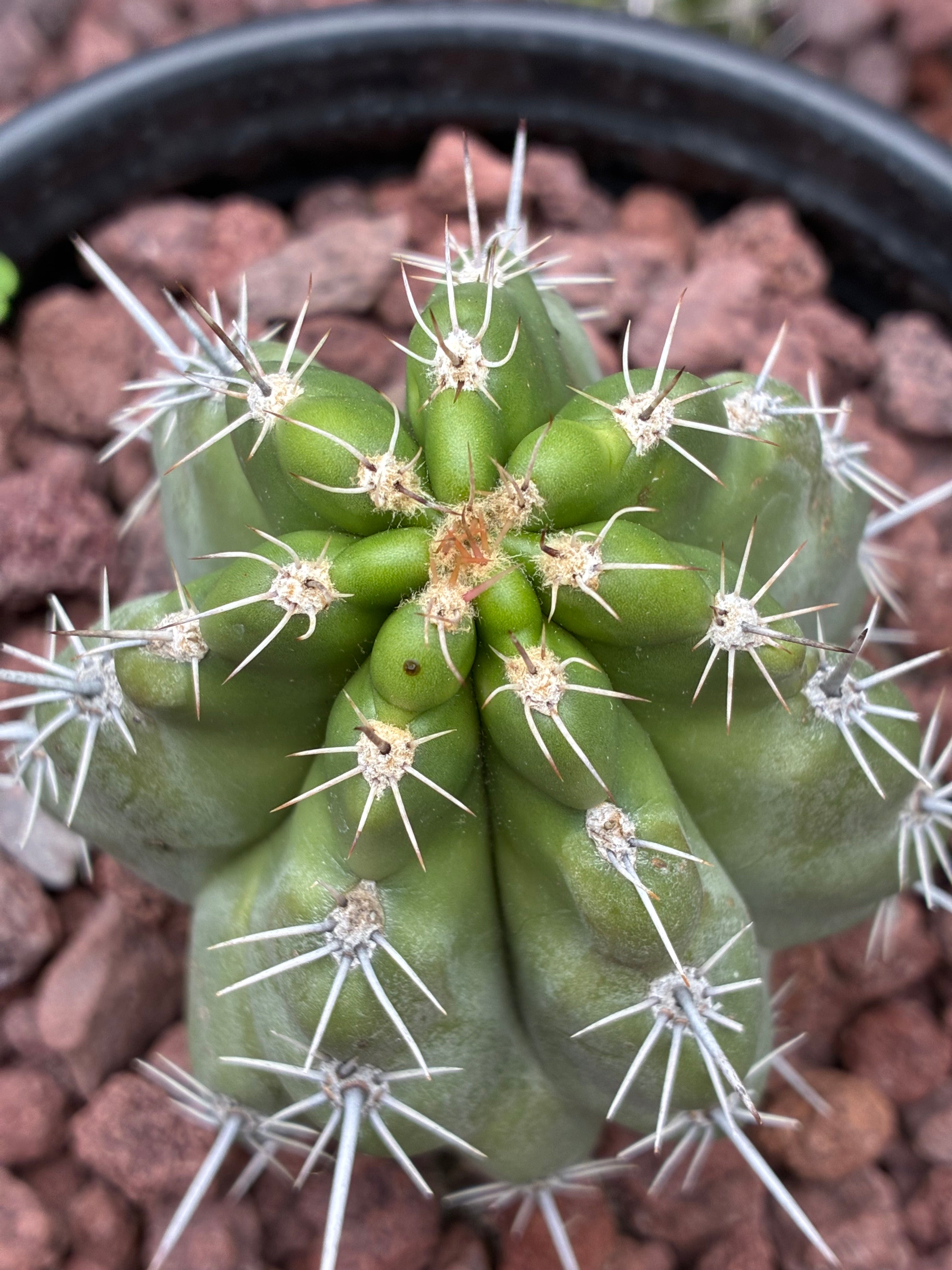 Stenocereus Stellatus (Pink)