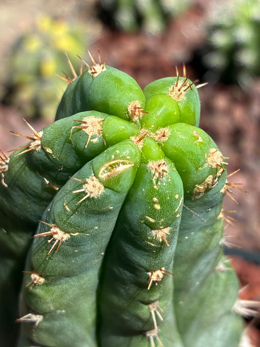 Trichocereus Peruvianus