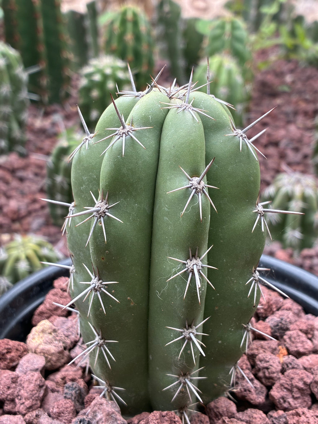 Stenocereus Stellatus (Pink)