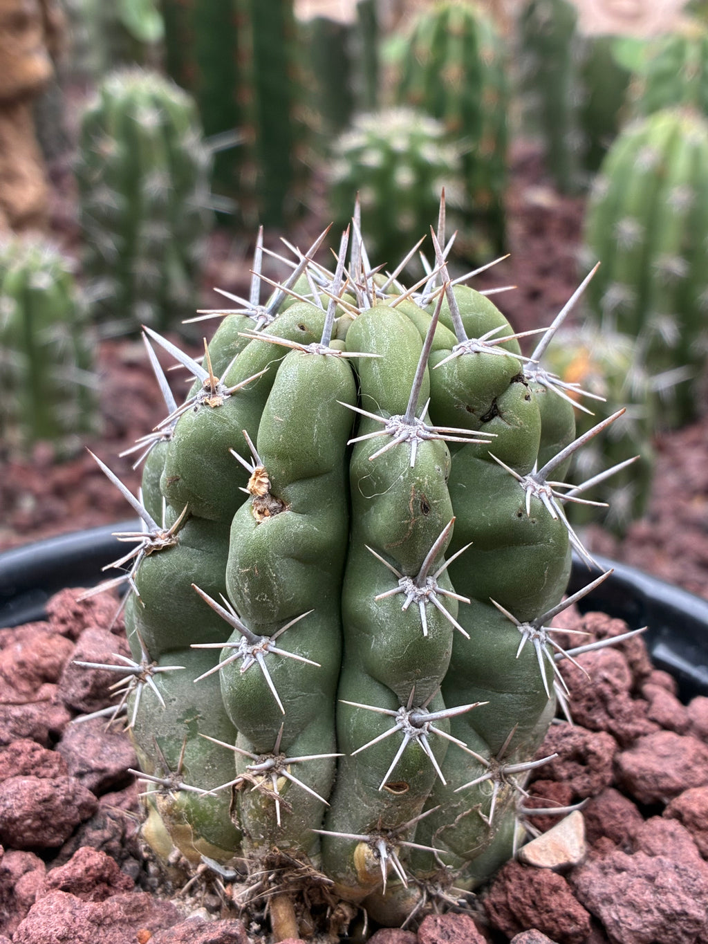 Stenocereus Stellatus (Pink)