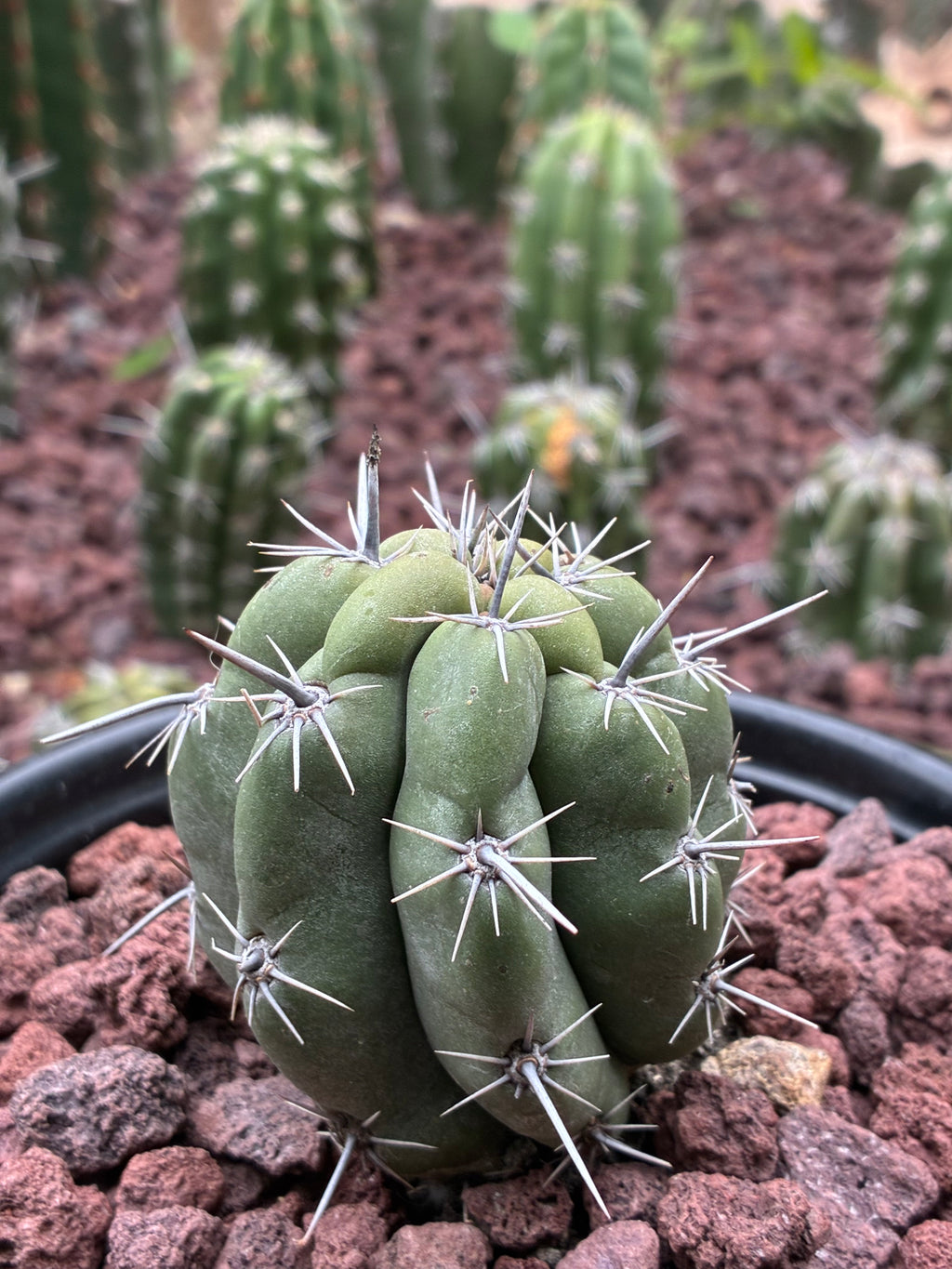 Stenocereus Stellatus (Pink)