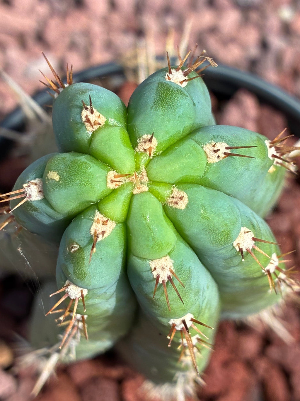 Trichocereus Peruvianus