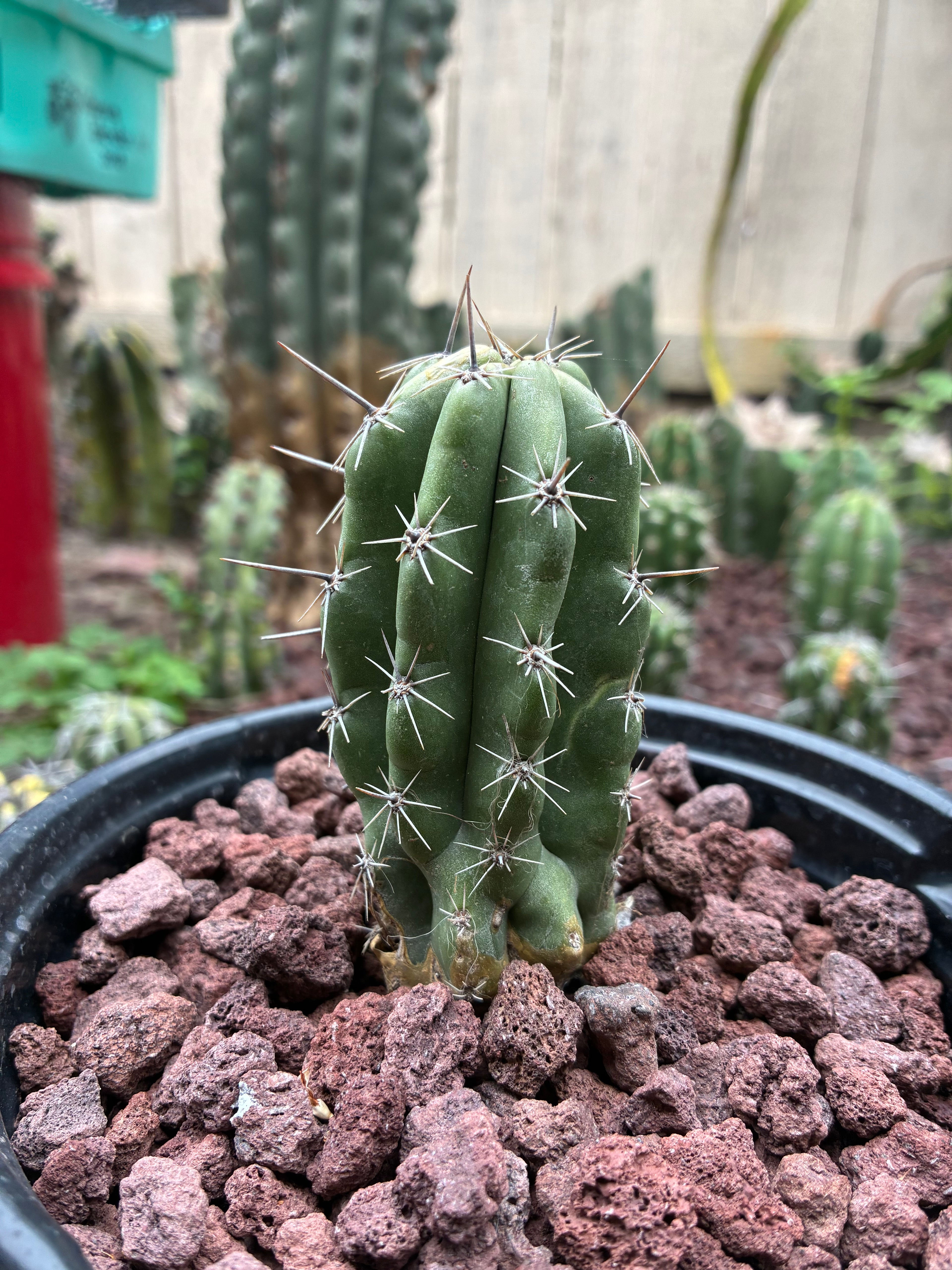 Stenocereus Stellatus (Pink)