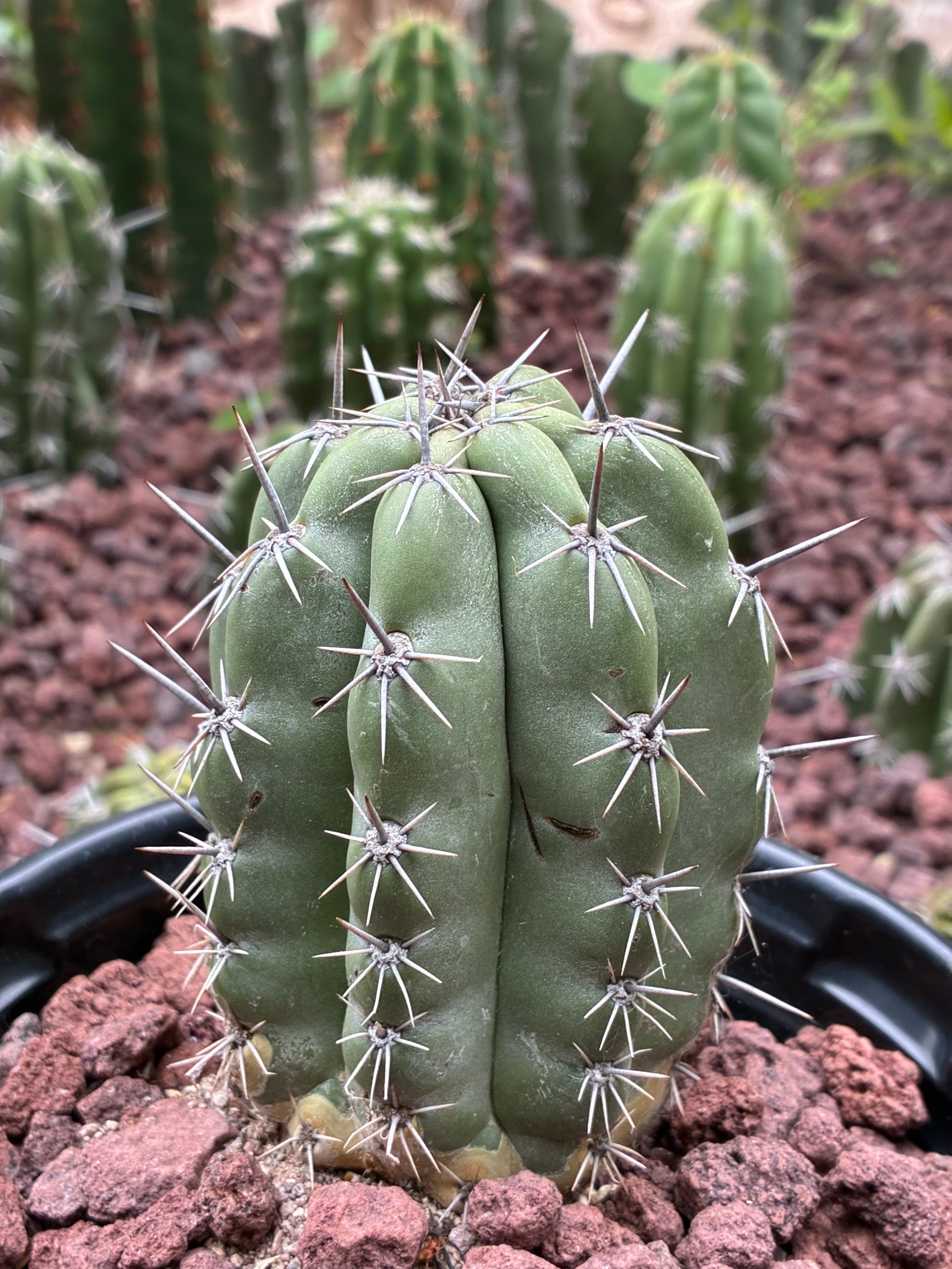 Stenocereus Stellatus (Pink)