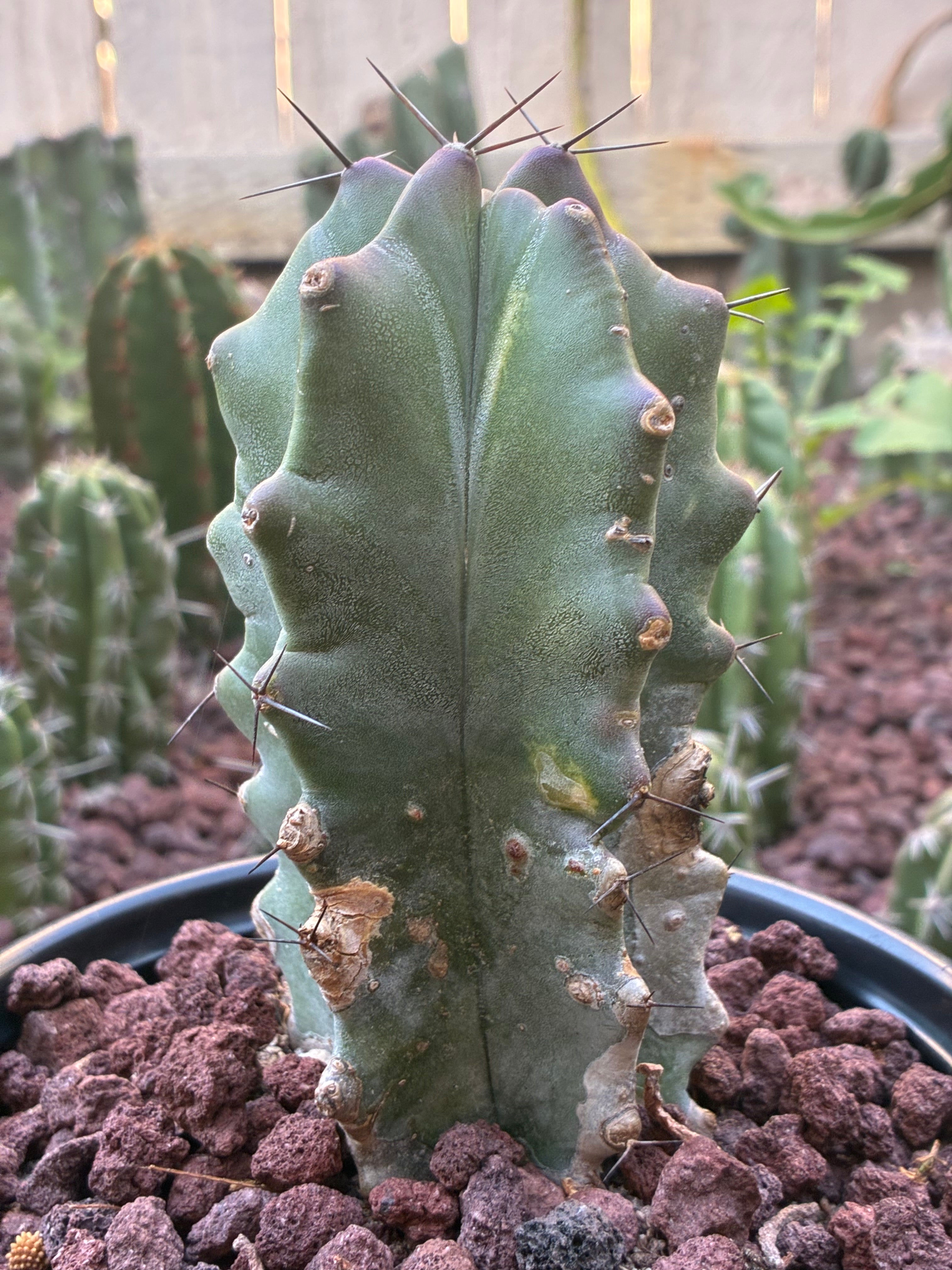 Stenocereus Ghost Pruinosus