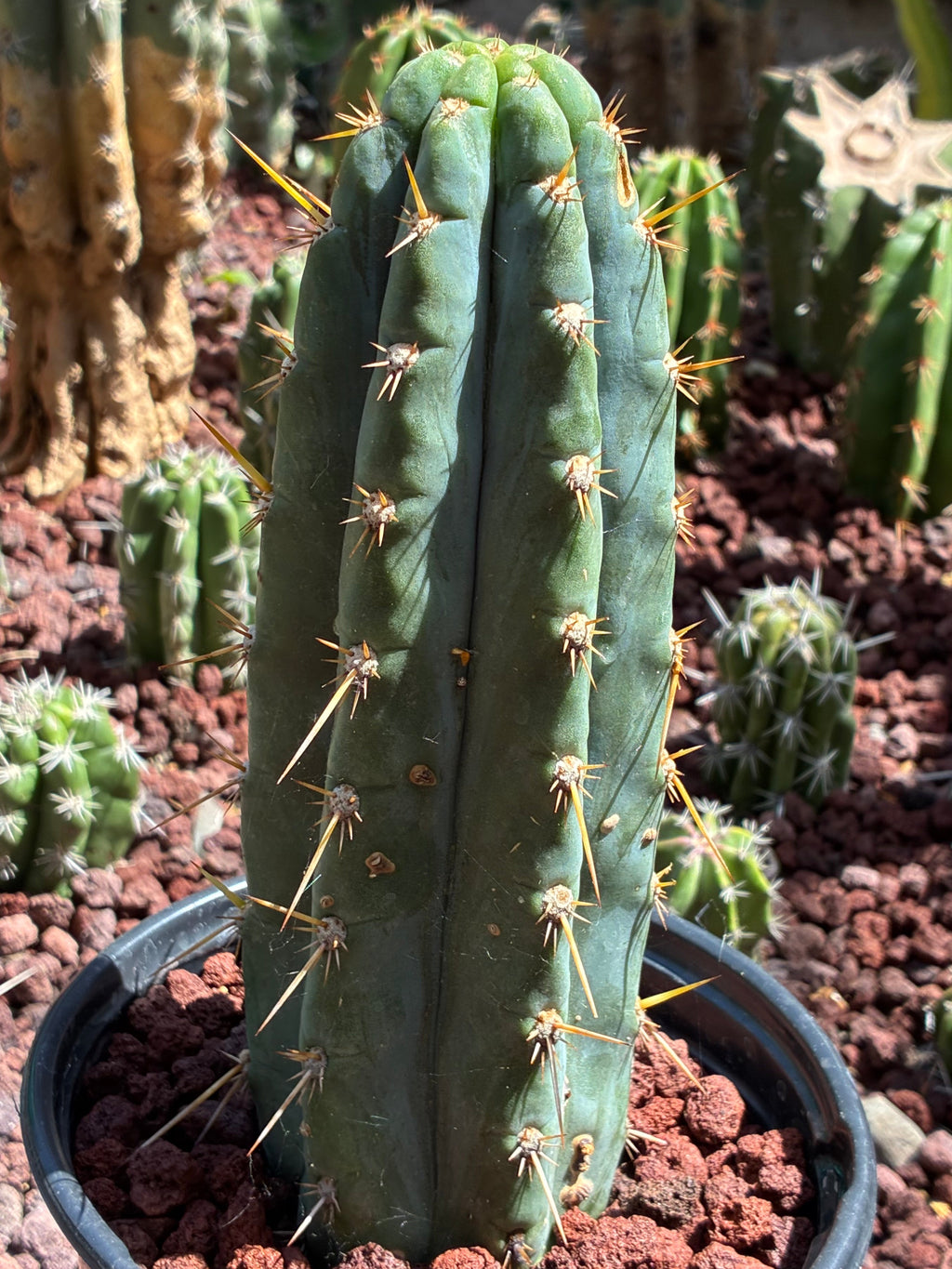 Trichocereus Peruvianus