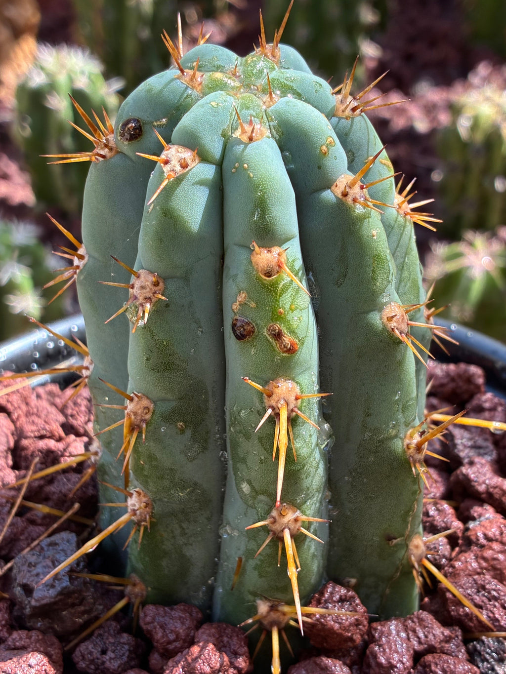 Trichocereus Peruvianus