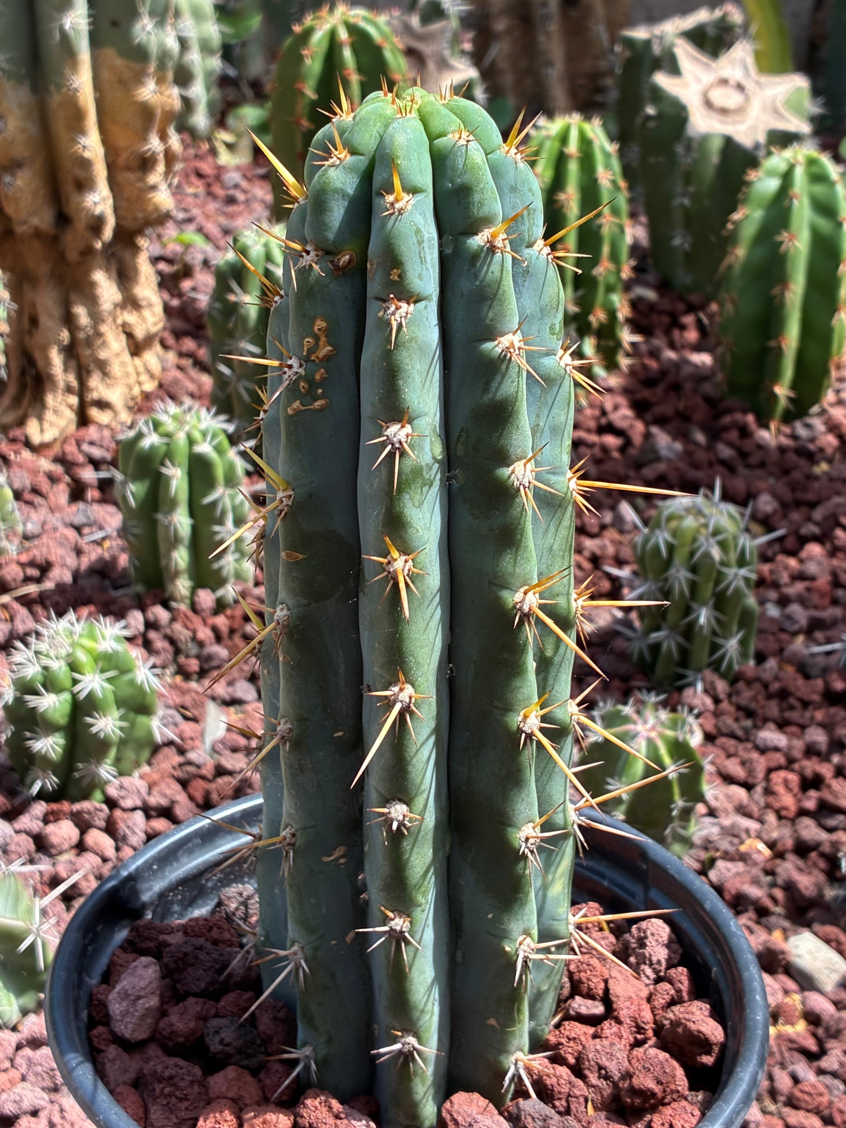 Trichocereus Peruvianus