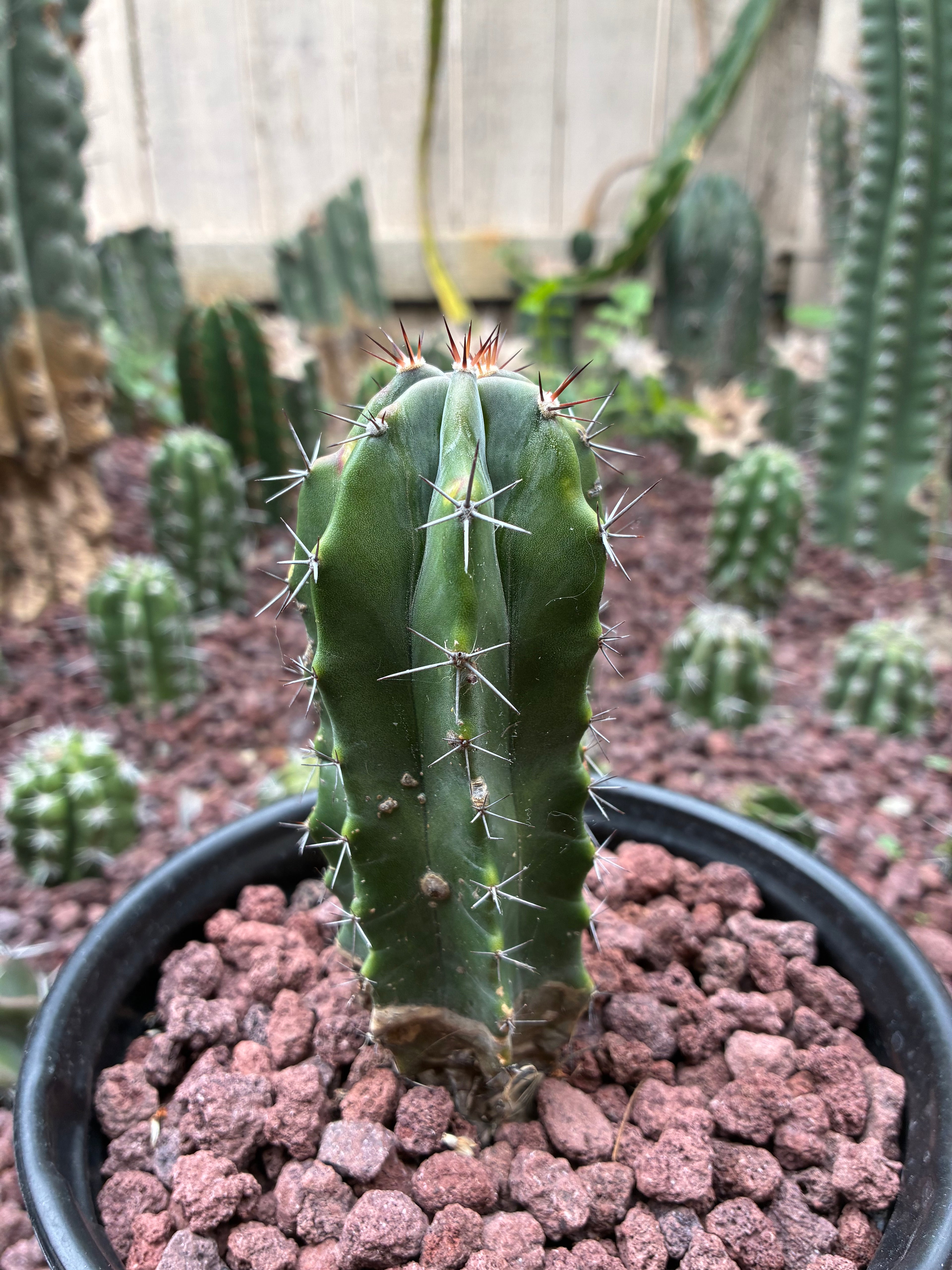 Stenocereus Griseus