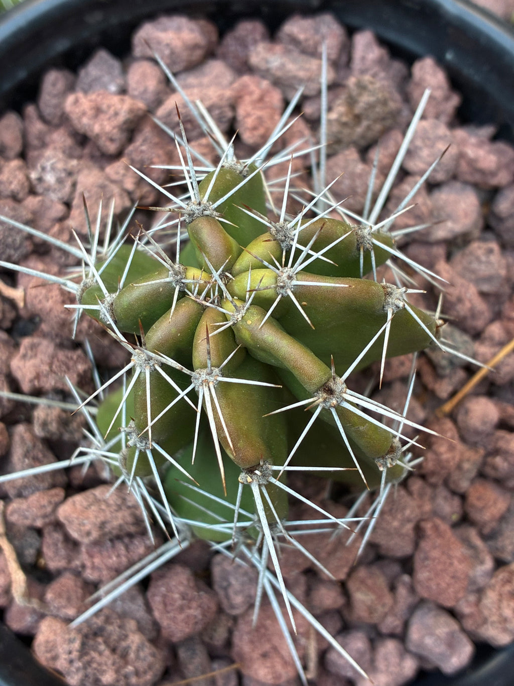 Stenocereus Griseus