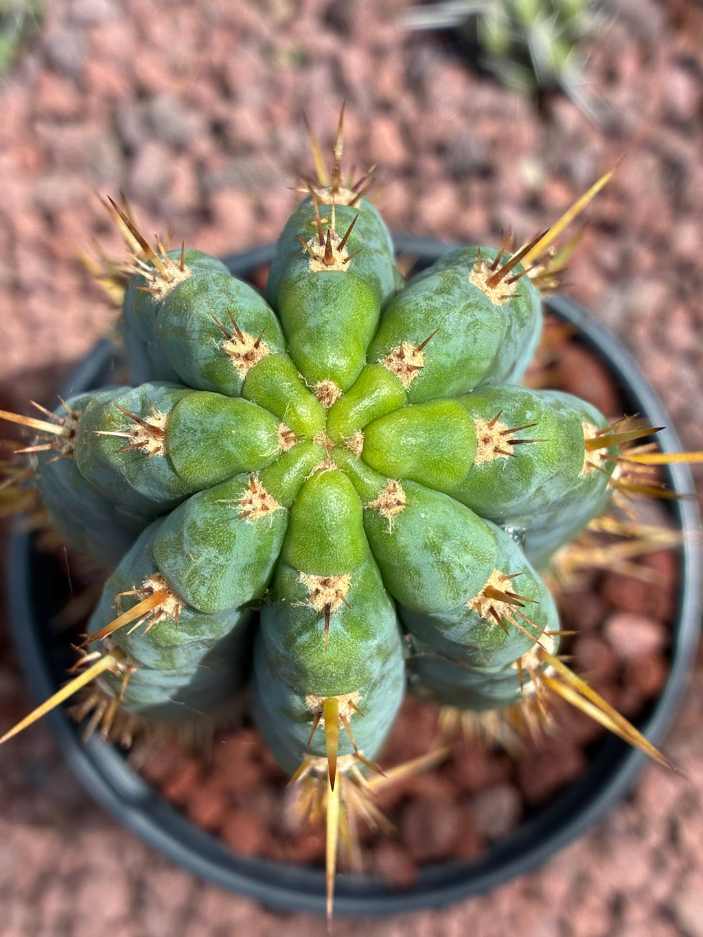 Trichocereus Peruvianus