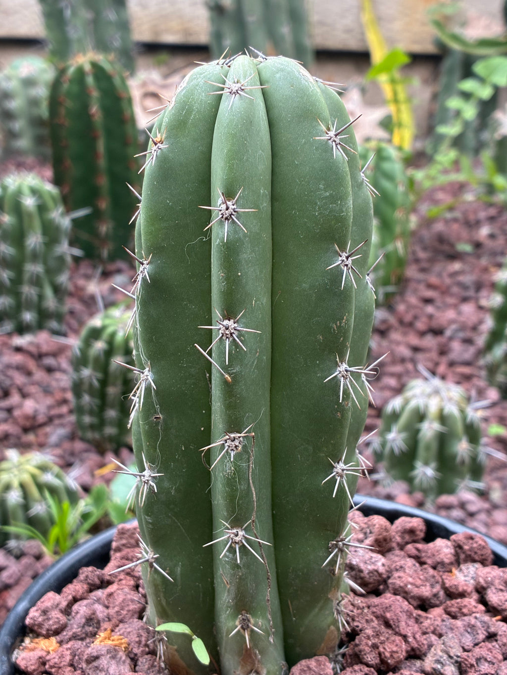 Stenocereus Stellatus (Pink)