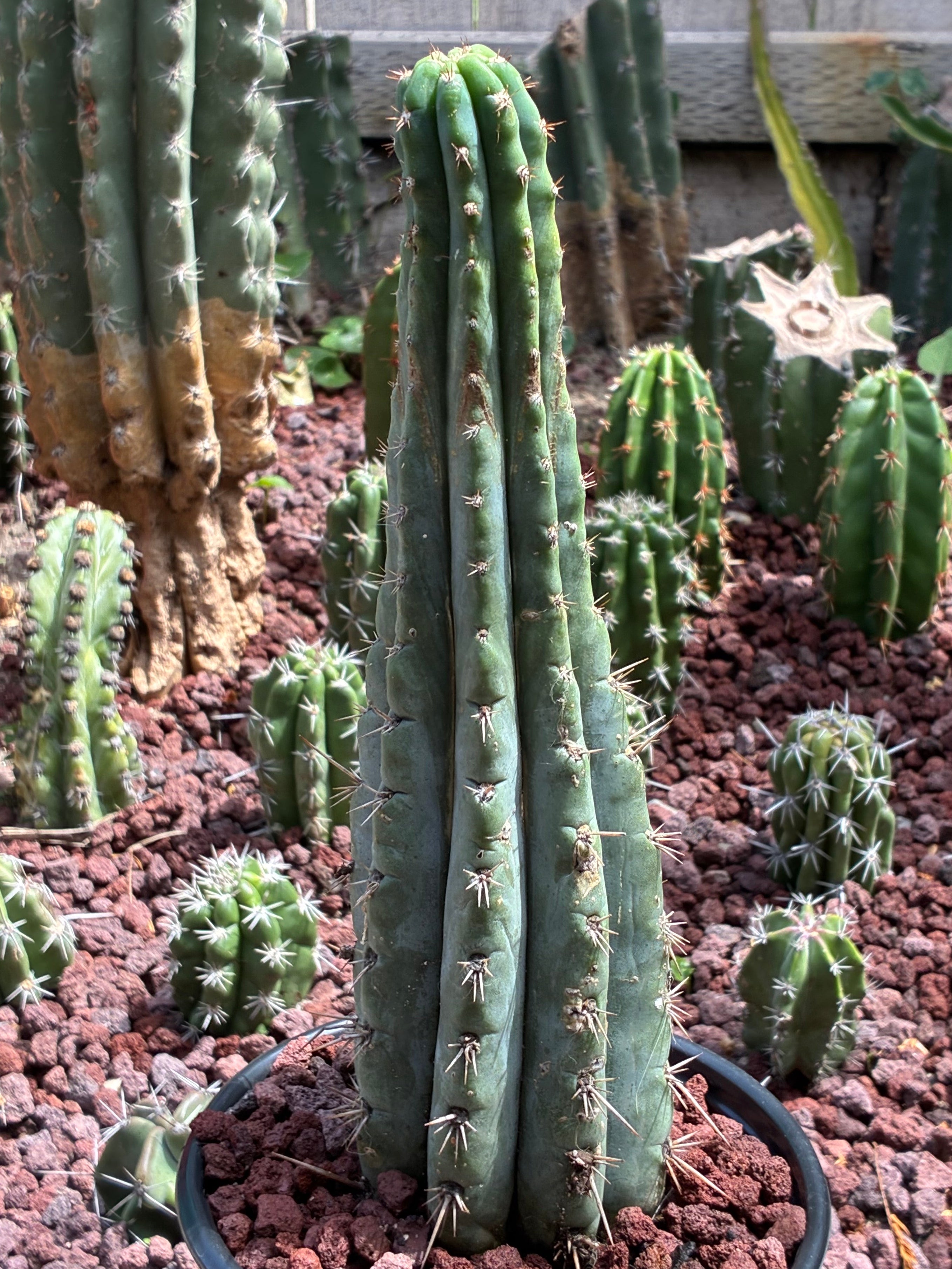 Trichocereus Peruvianus