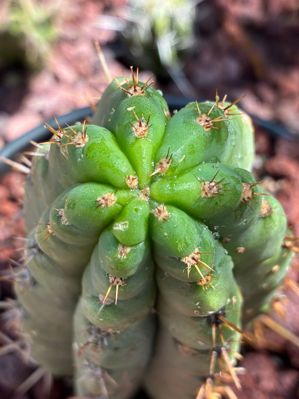 Trichocereus Peruvianus