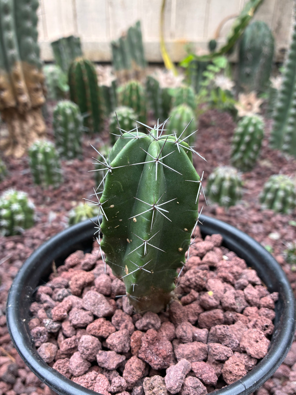 Stenocereus Griseus