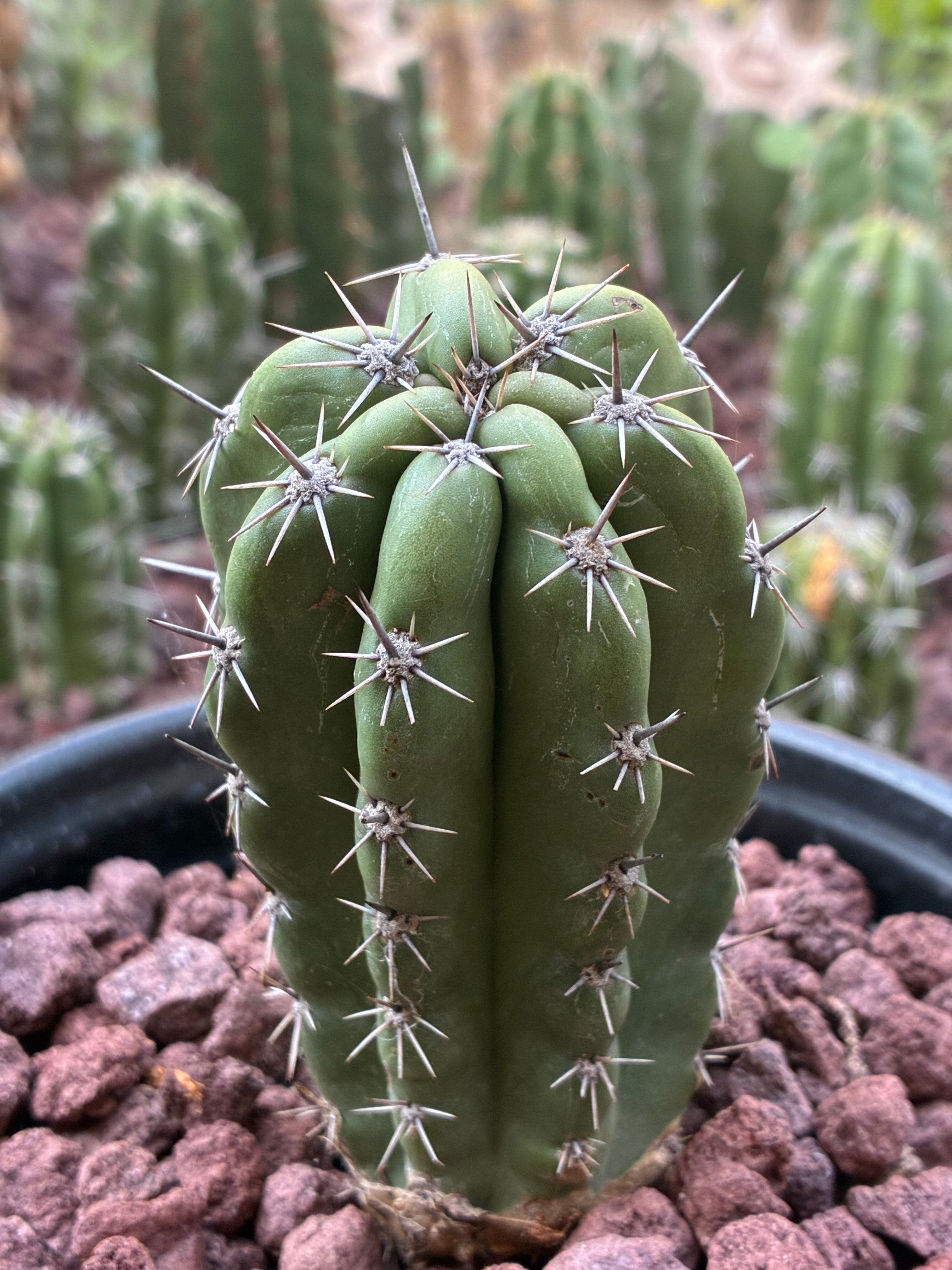 Stenocereus Stellatus (Pink)