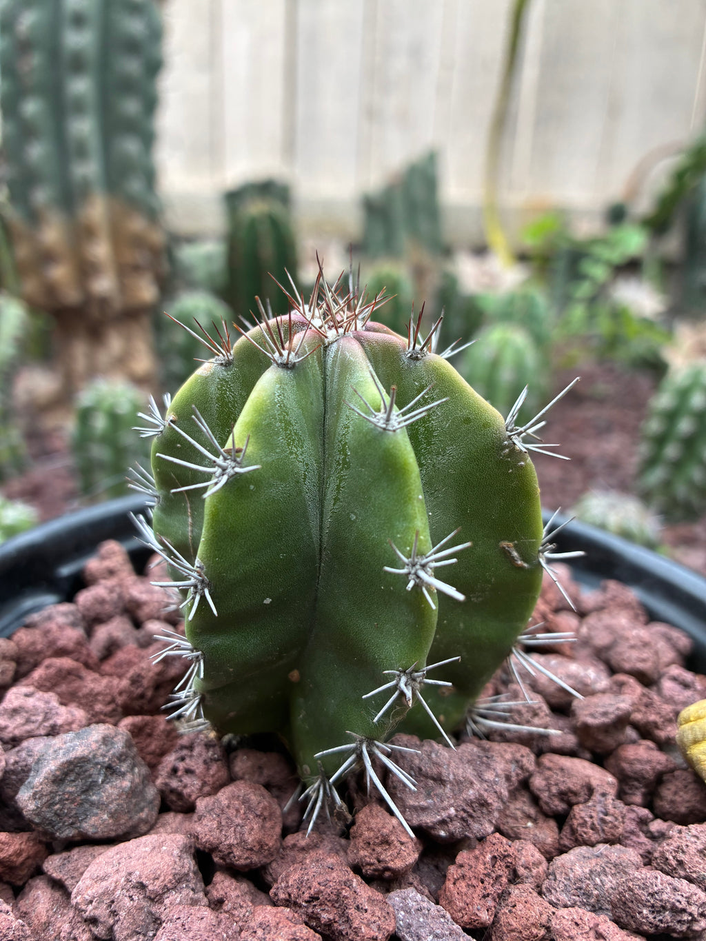 Stenocereus Griseus