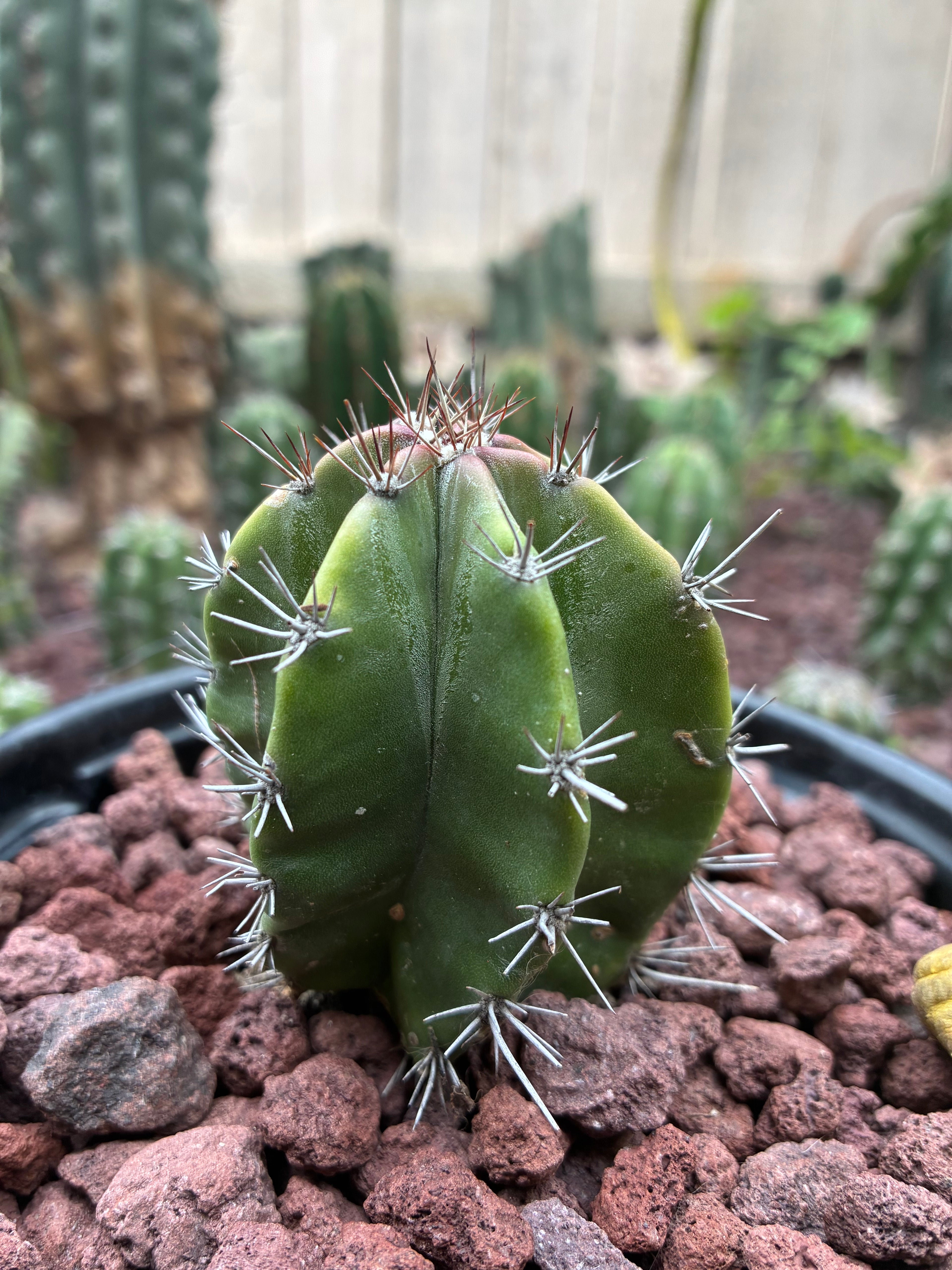 Stenocereus Griseus