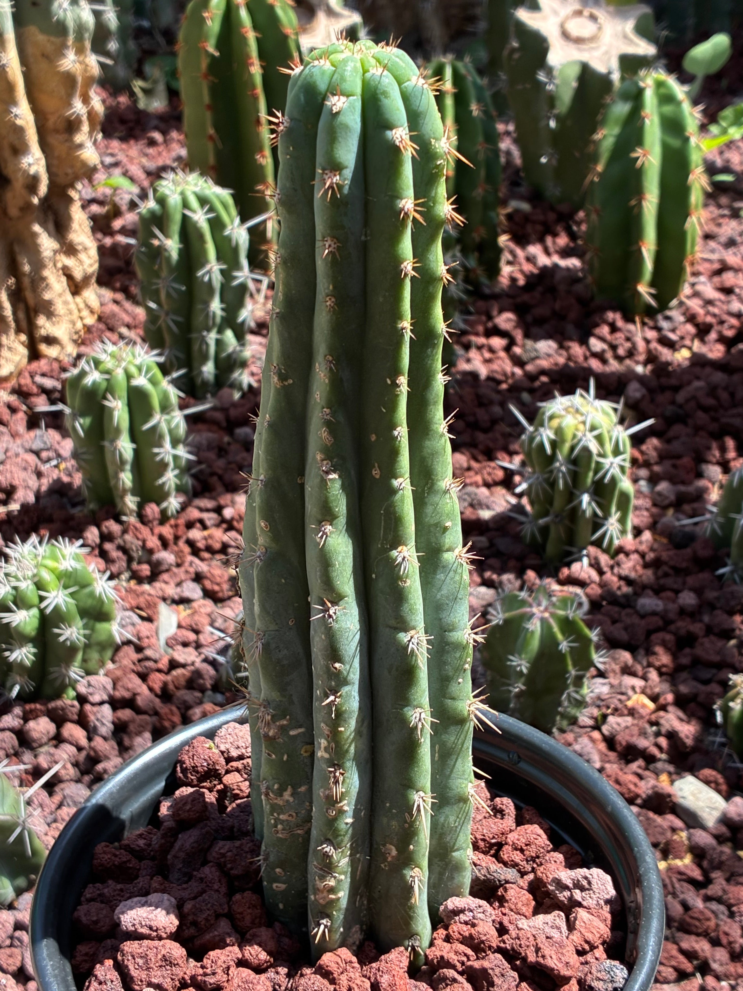 Trichocereus Peruvianus