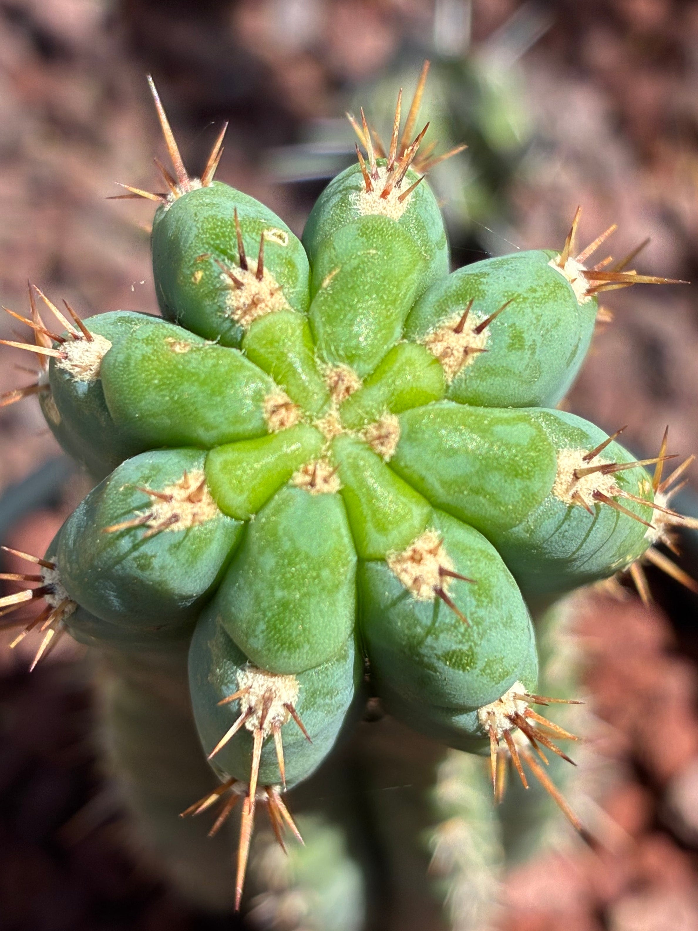 Trichocereus Peruvianus
