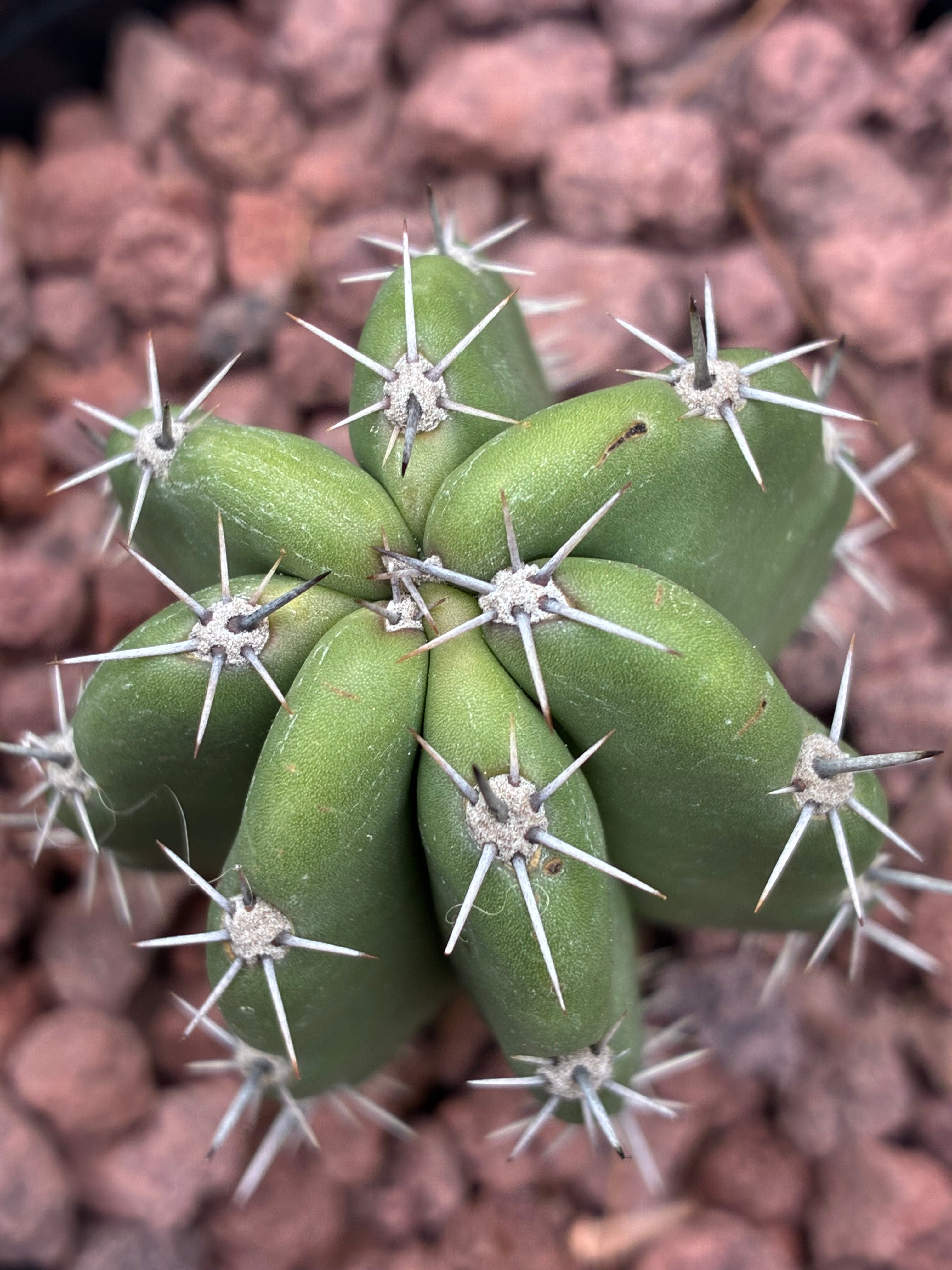 Stenocereus Stellatus (Pink)