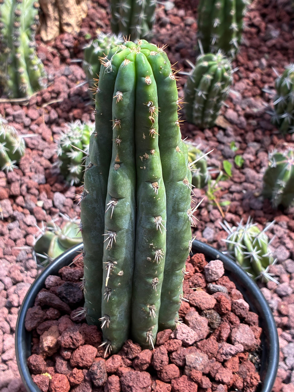 Trichocereus Peruvianus