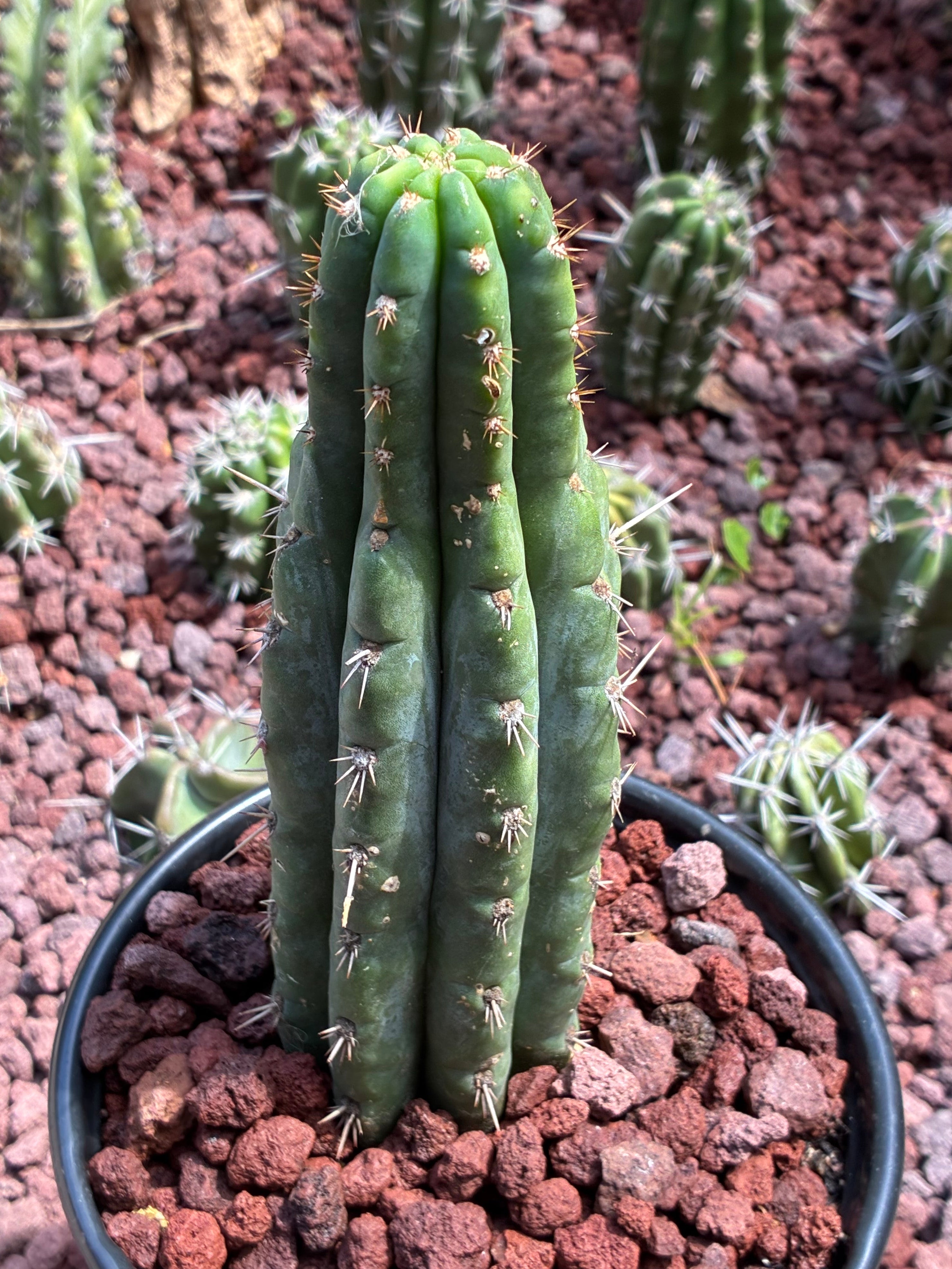 Trichocereus Peruvianus