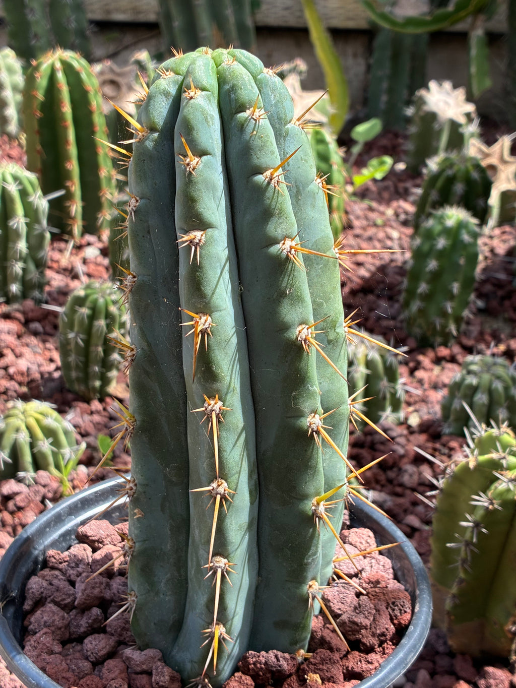 Trichocereus Peruvianus