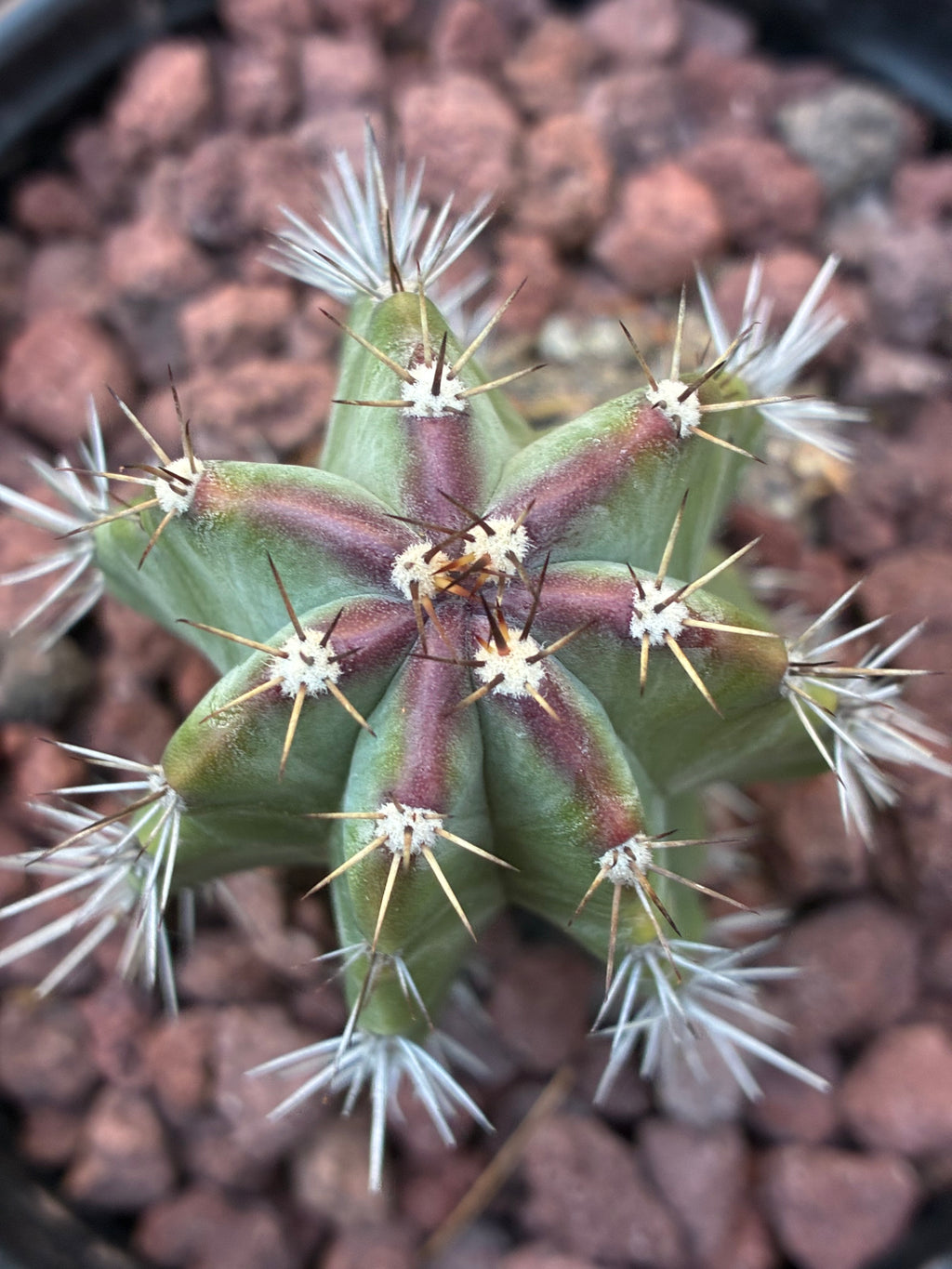 Stenocereus Griseus