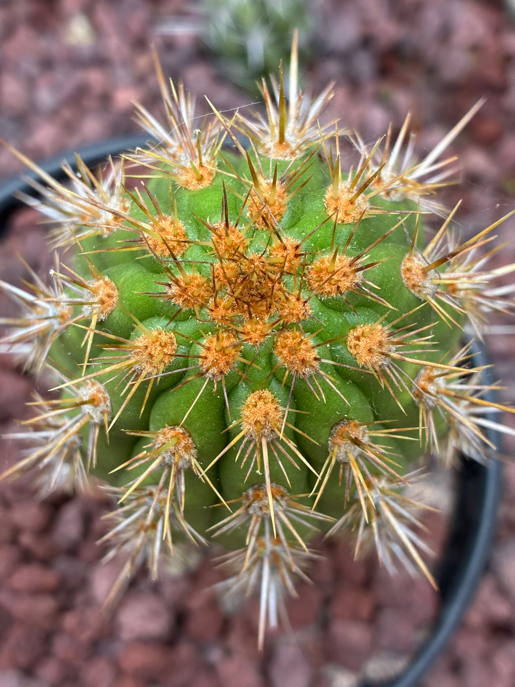 Haageocereus Acranthus