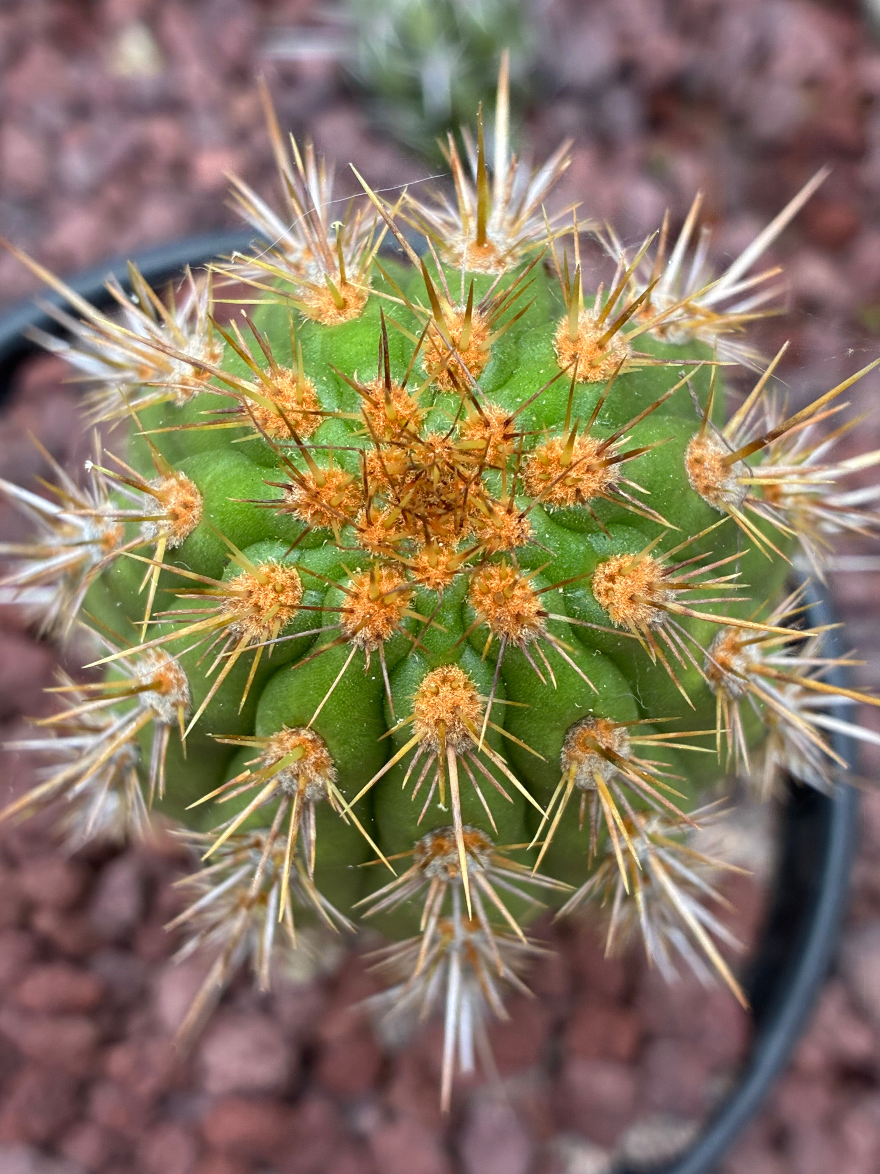 Haageocereus Acranthus